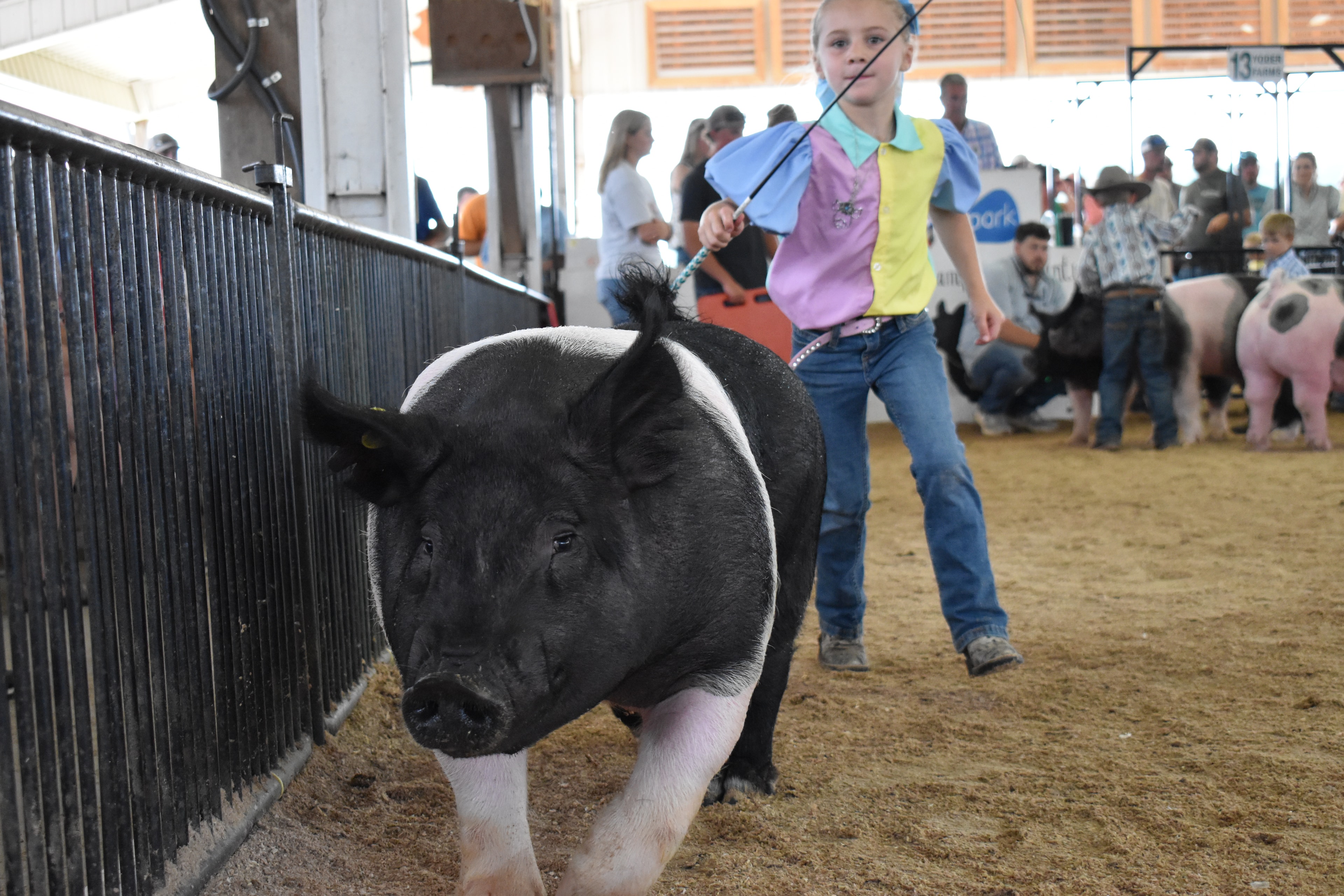 Young girl in pink shirt steering Hampshire cross pig past the red PORK board with packed sponsor pens 5–8 and large crowd watching