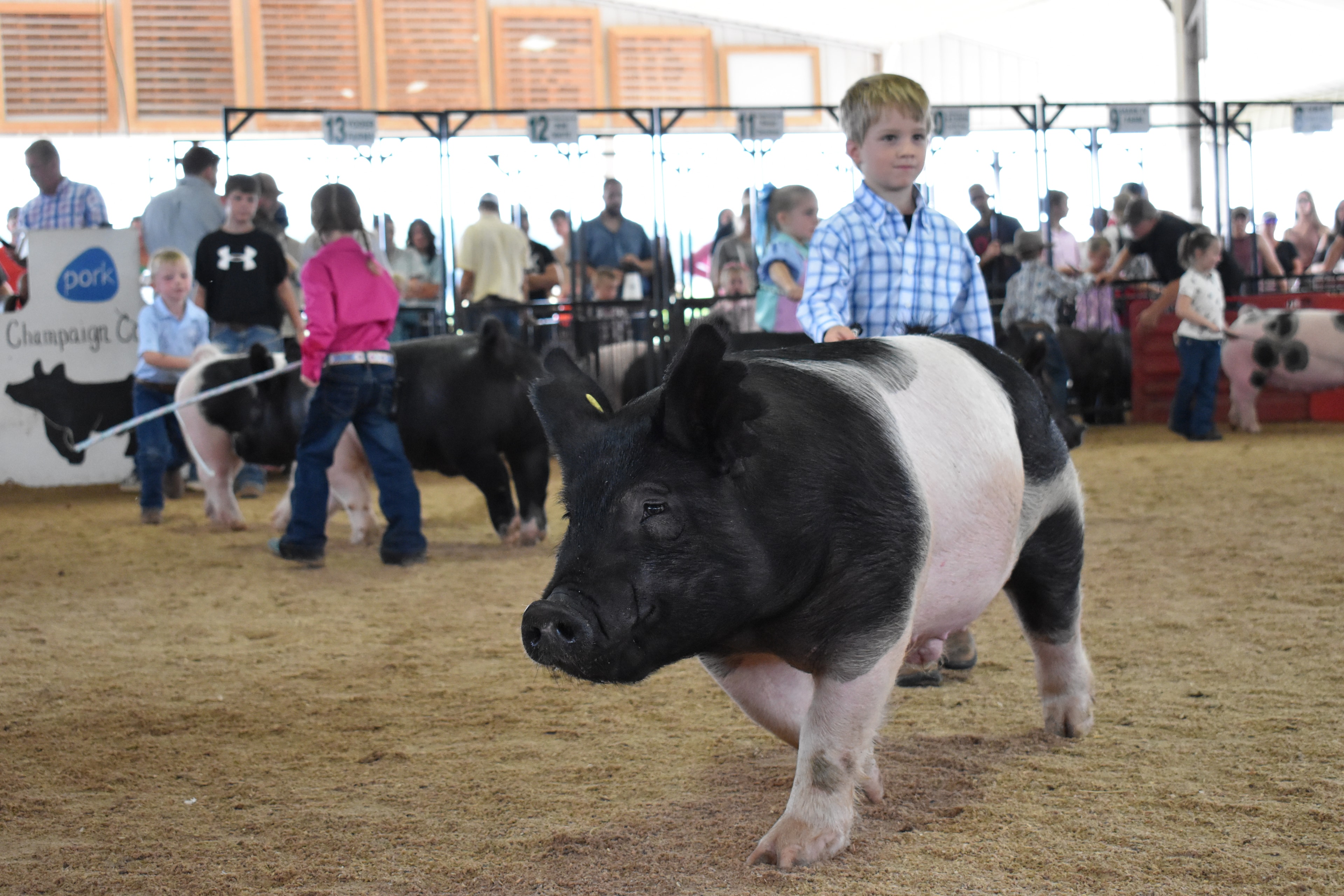 Judge in green shirt crouching to evaluate spotted pink pig while young girl in butterfly shirt smiles and steers it at Champaign County Fair