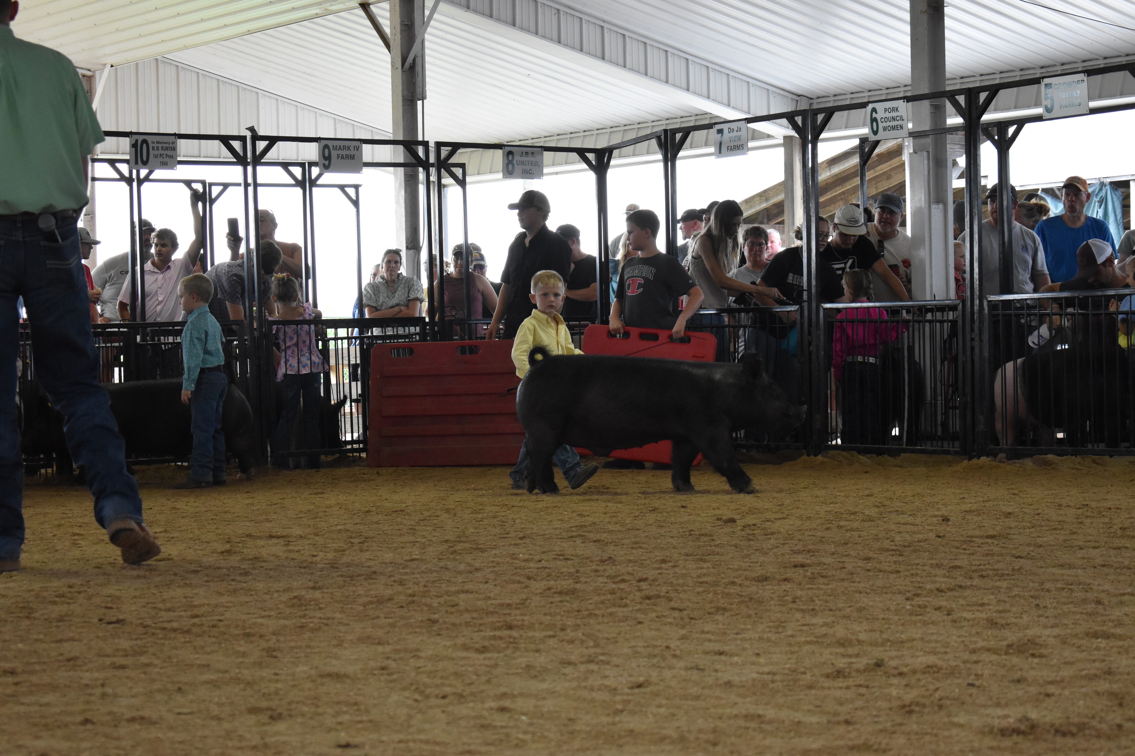Two young boys in teal and yellow shirts walking black pigs toward camera with Lensman Show Pigs and Oakview Farmer Meats sponsor pens behind