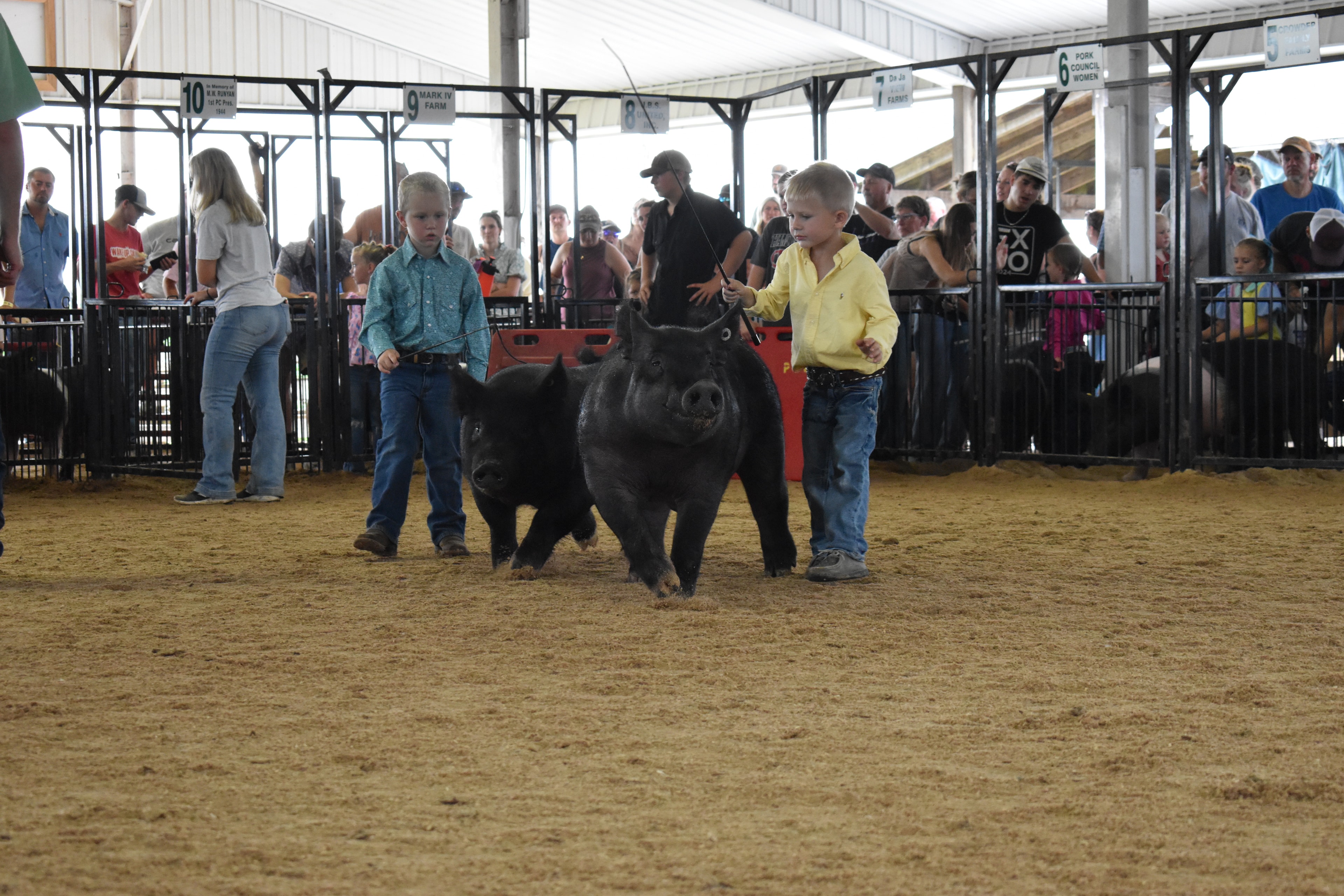 Two young boys in teal and yellow shirts steering black pigs with Blazer Farms pen 2 and past champions boards visible behind at Champaign County Fair