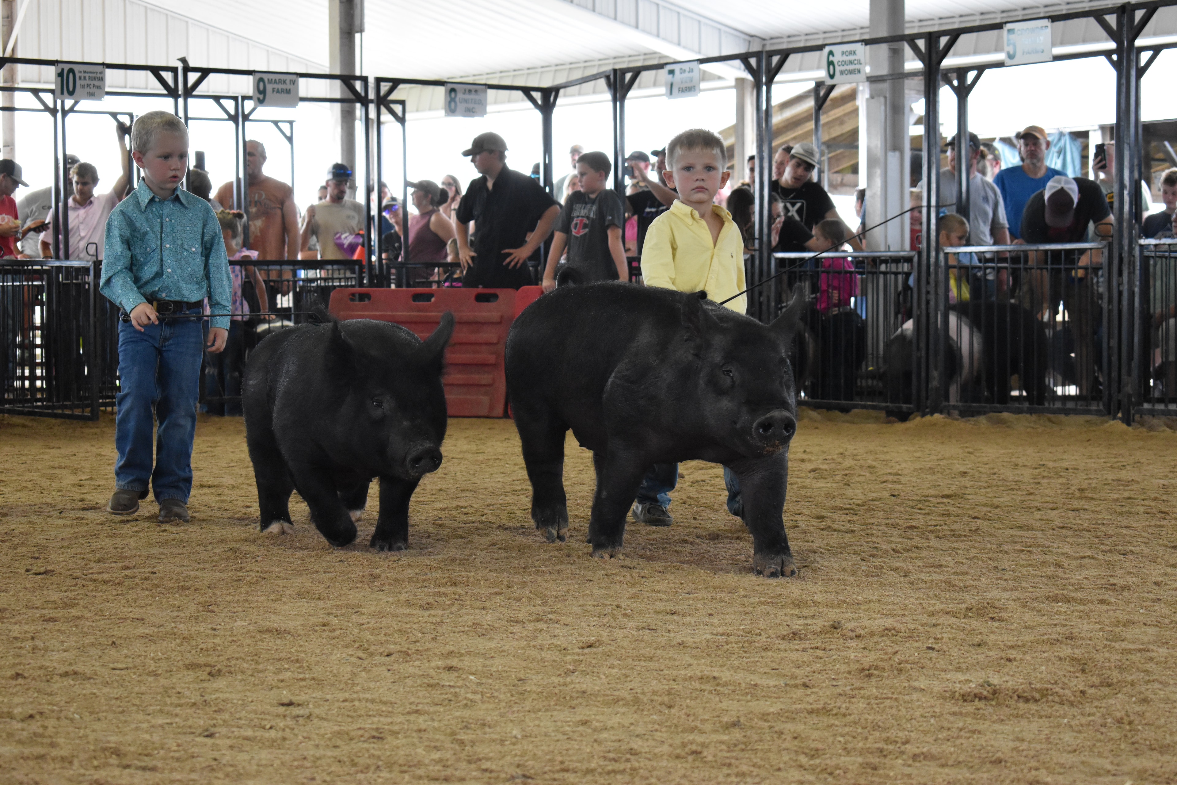 Two young boys in teal and yellow shirts walking black pigs toward camera with Lensman Show Pigs pen 4 and large crowd behind at Champaign County Fair