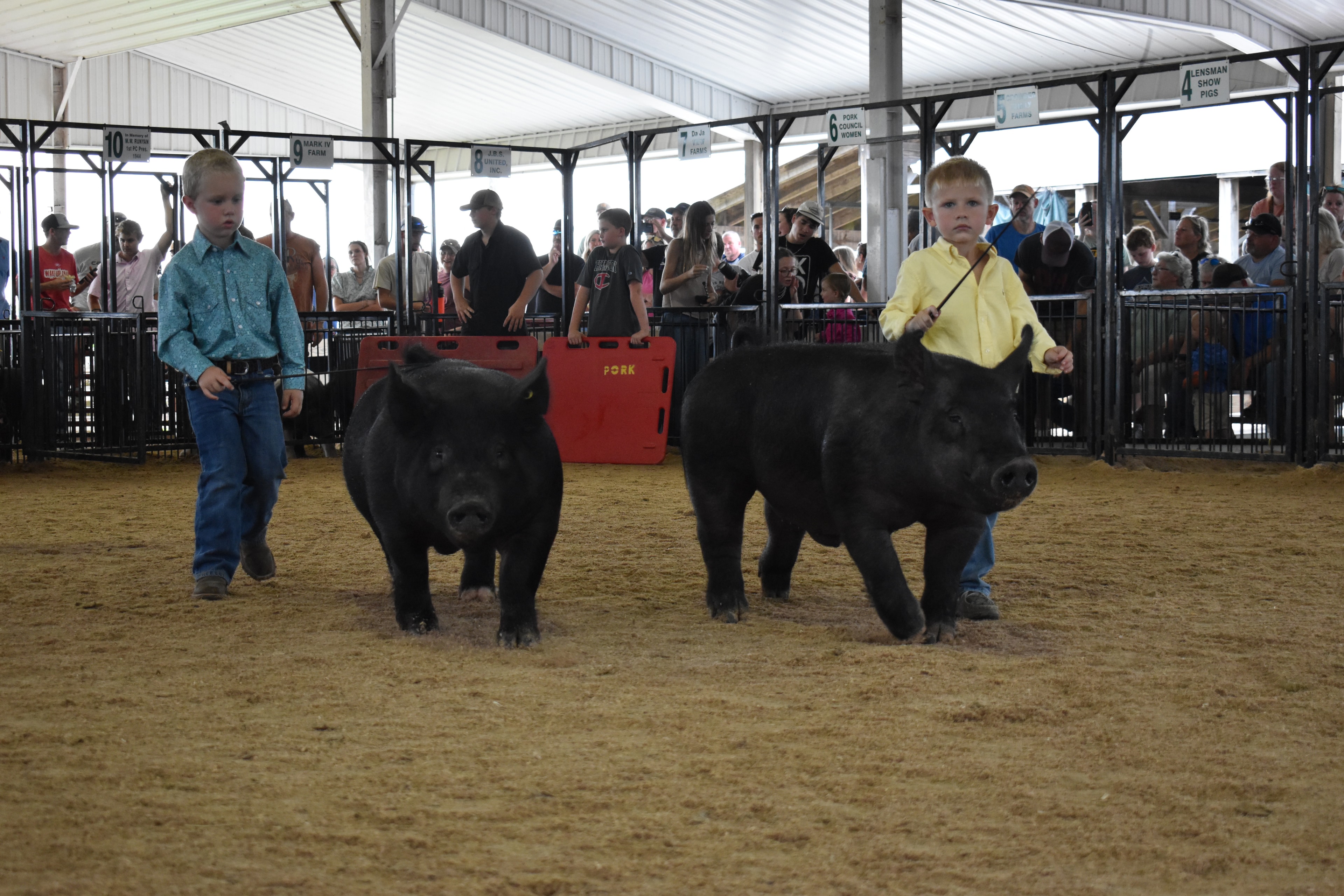 Tiny boy in teal shirt steering black pig past the Champaign County Pork sign with judge in green shirt and crowd watching from sponsor pens 11–13