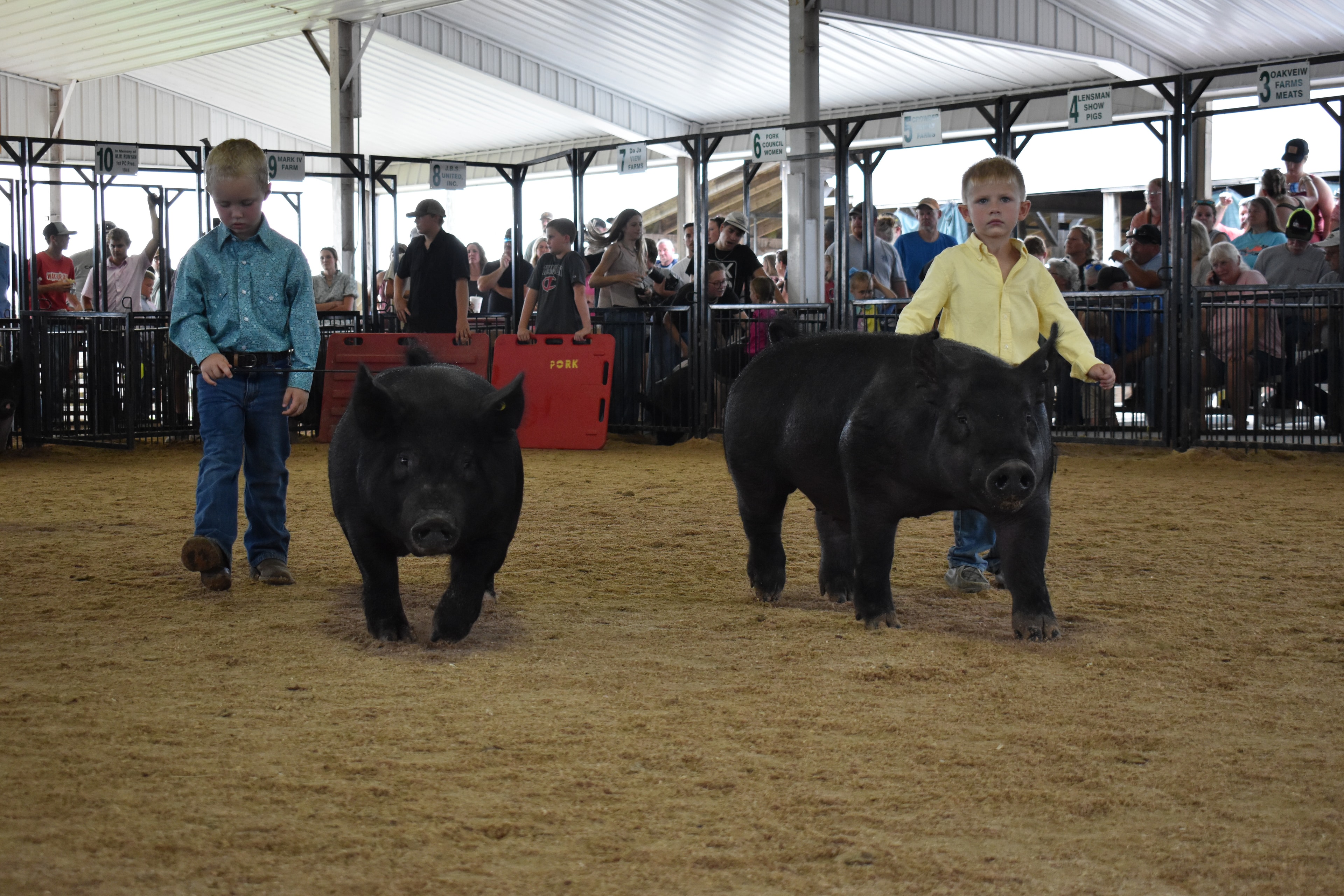 Two young boys in teal and yellow shirts steering black pigs with red PORK board and packed sponsor pens 6–10 behind at Champaign County Fair