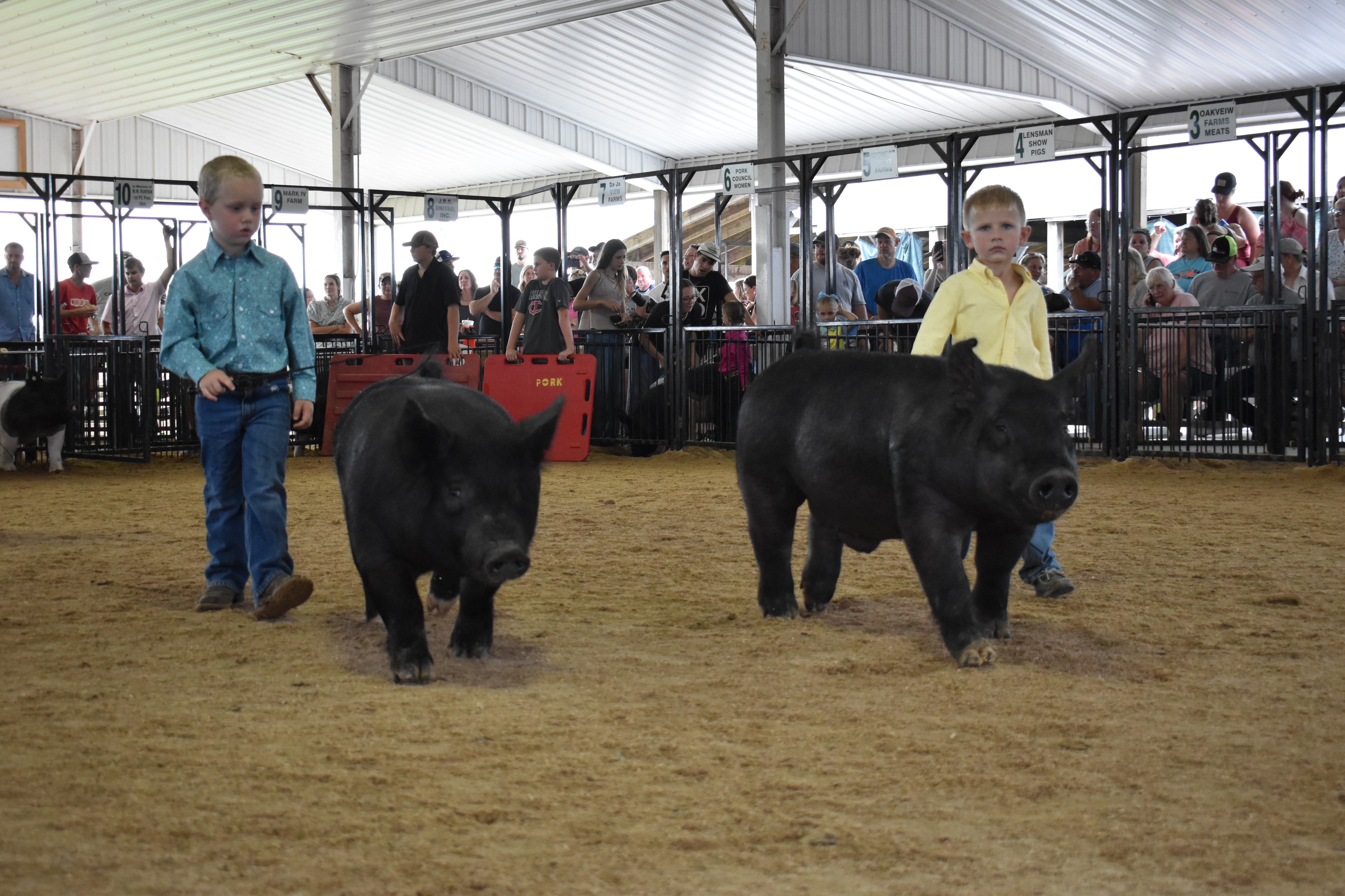 Two young boys in teal and yellow shirts steering black pigs with red PORK board and packed sponsor pens 6–10 behind at Champaign County Fair