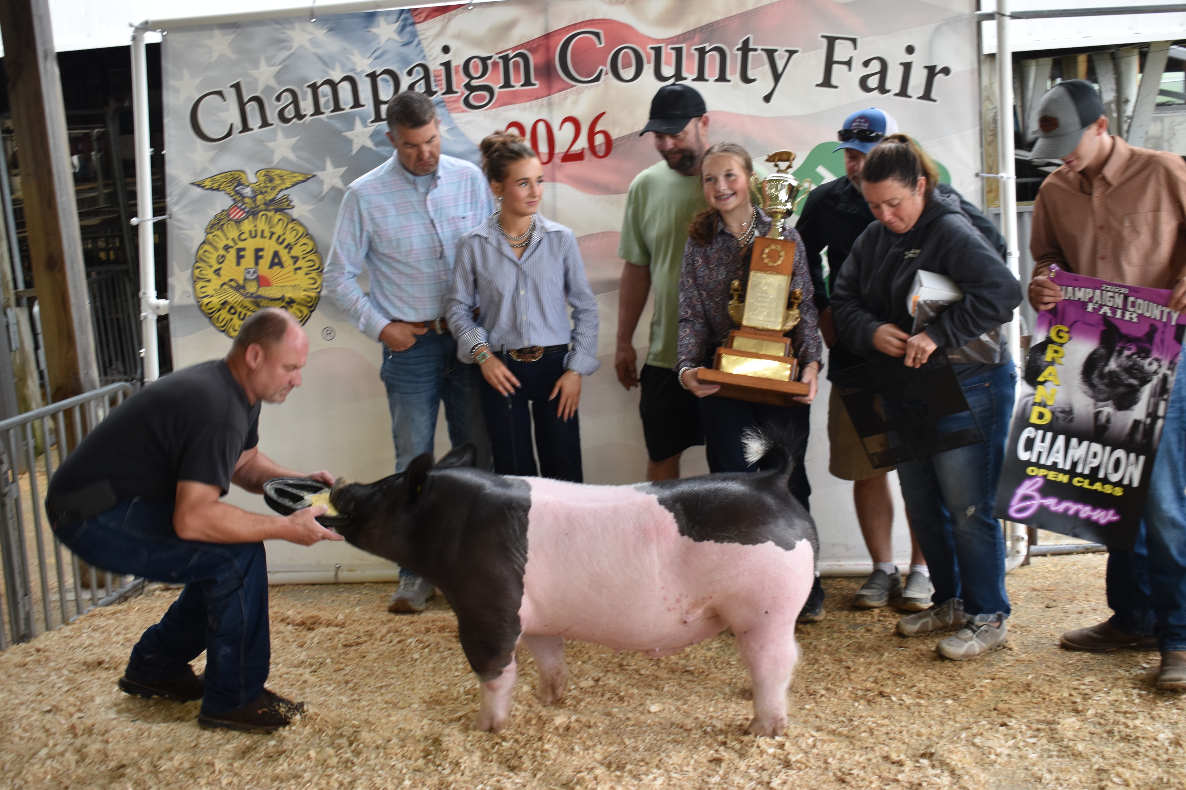 Pig show at the Champaign County Fair