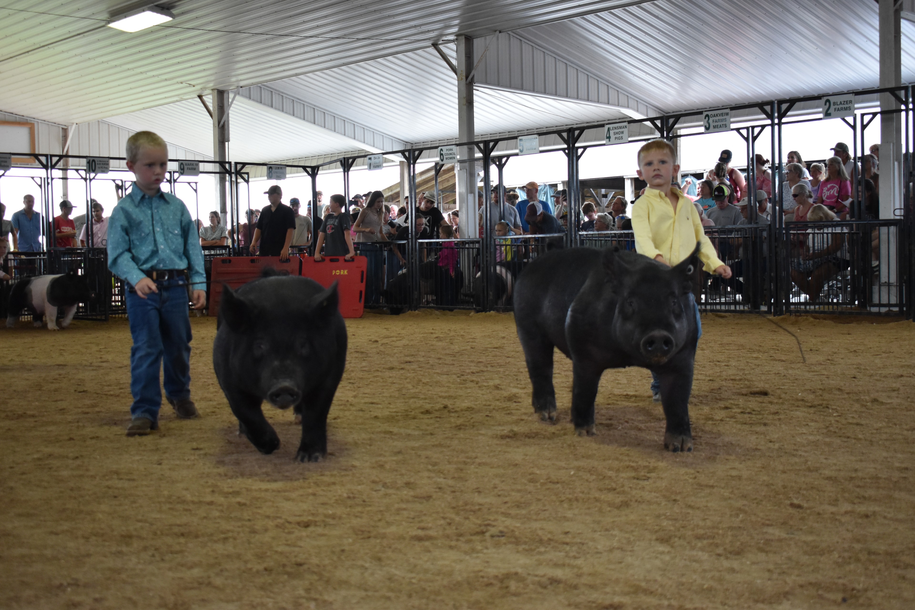 Two young boys in teal and yellow shirts steering black pigs toward camera with Lensman Show Pigs pen 4 and large crowd behind at Champaign County Fair