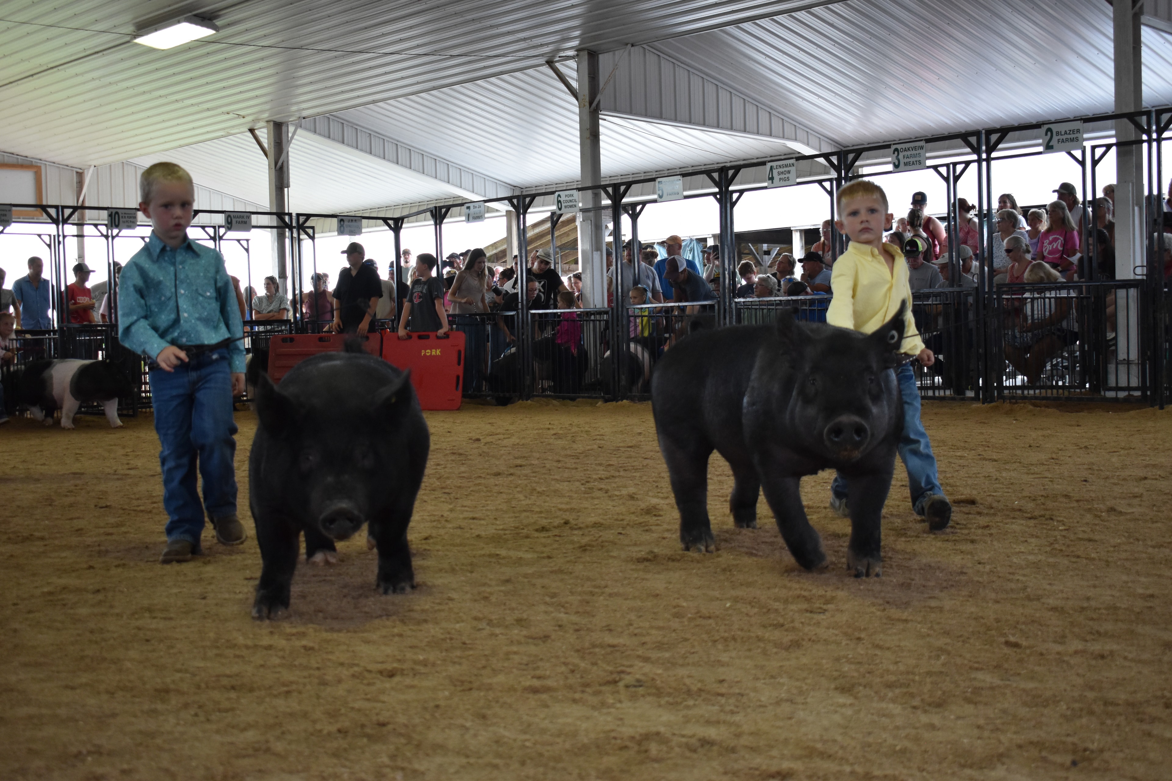 Two young boys in teal and yellow shirts steering black pigs side by side with packed sponsor pens 4–10 and large crowd behind at Champaign County Fair