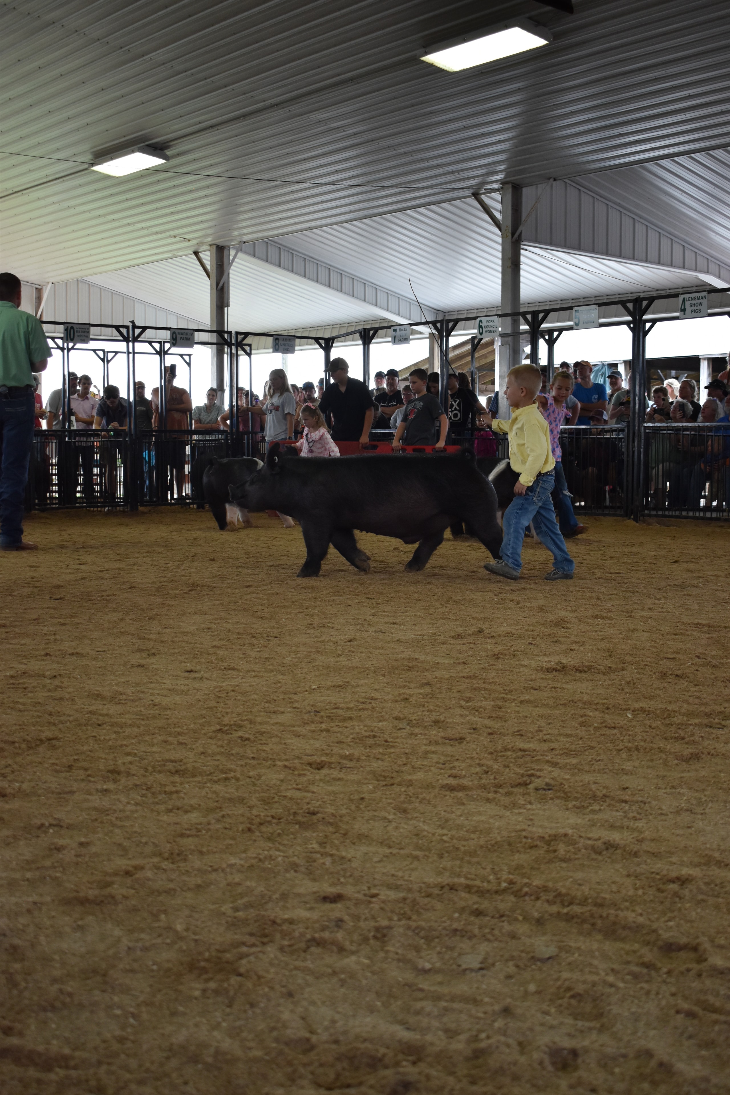 Boy in yellow shirt steering large black pig sideways past the red PORK board with crowd watching from sponsor pens 6–10 at Champaign County Fair