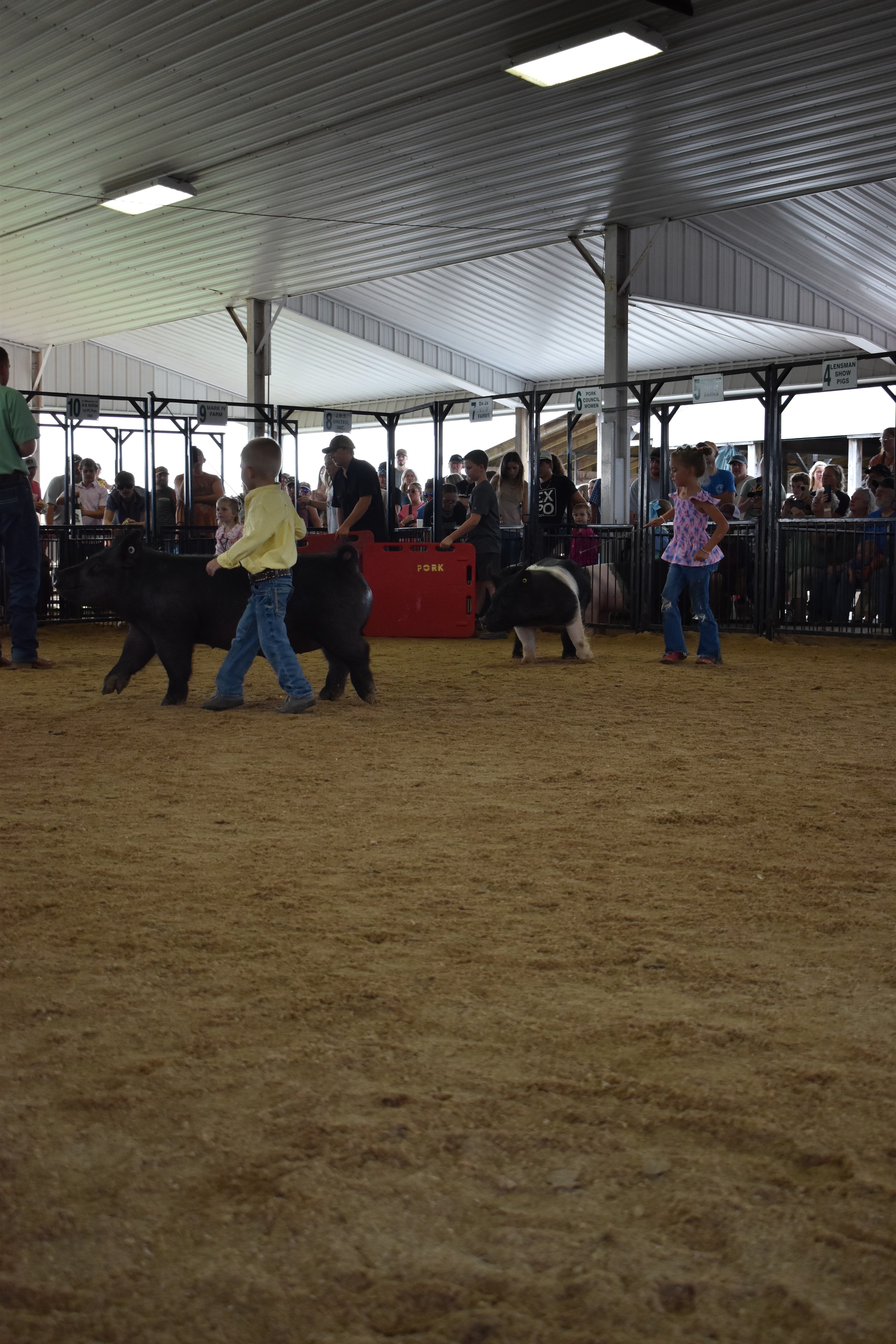 Wide arena shot with judge in green shirt watching three tiny children show pigs including a spotted Hampshire cross with packed sponsor pens 8–13 behind at Champaign County Fair