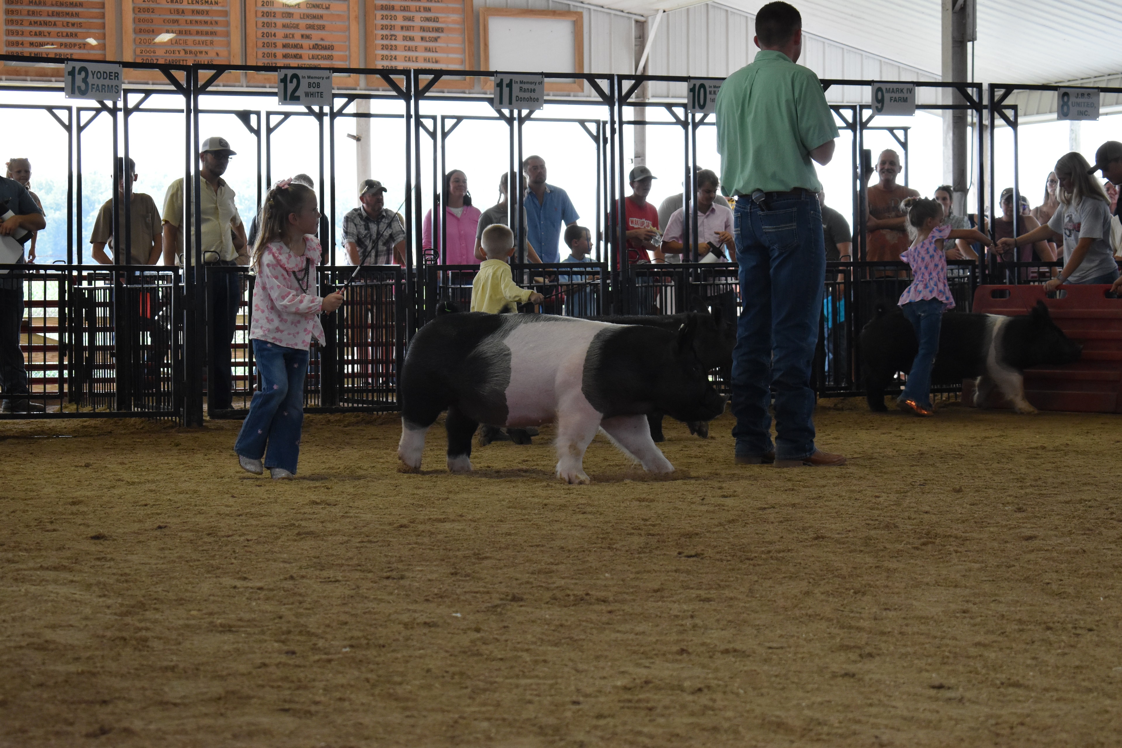 Wide arena shot with judge in green shirt watching boy in yellow shirt chase black pig past the Champaign County Pork sign with multiple exhibitors and packed sponsor pens 9–13 behind