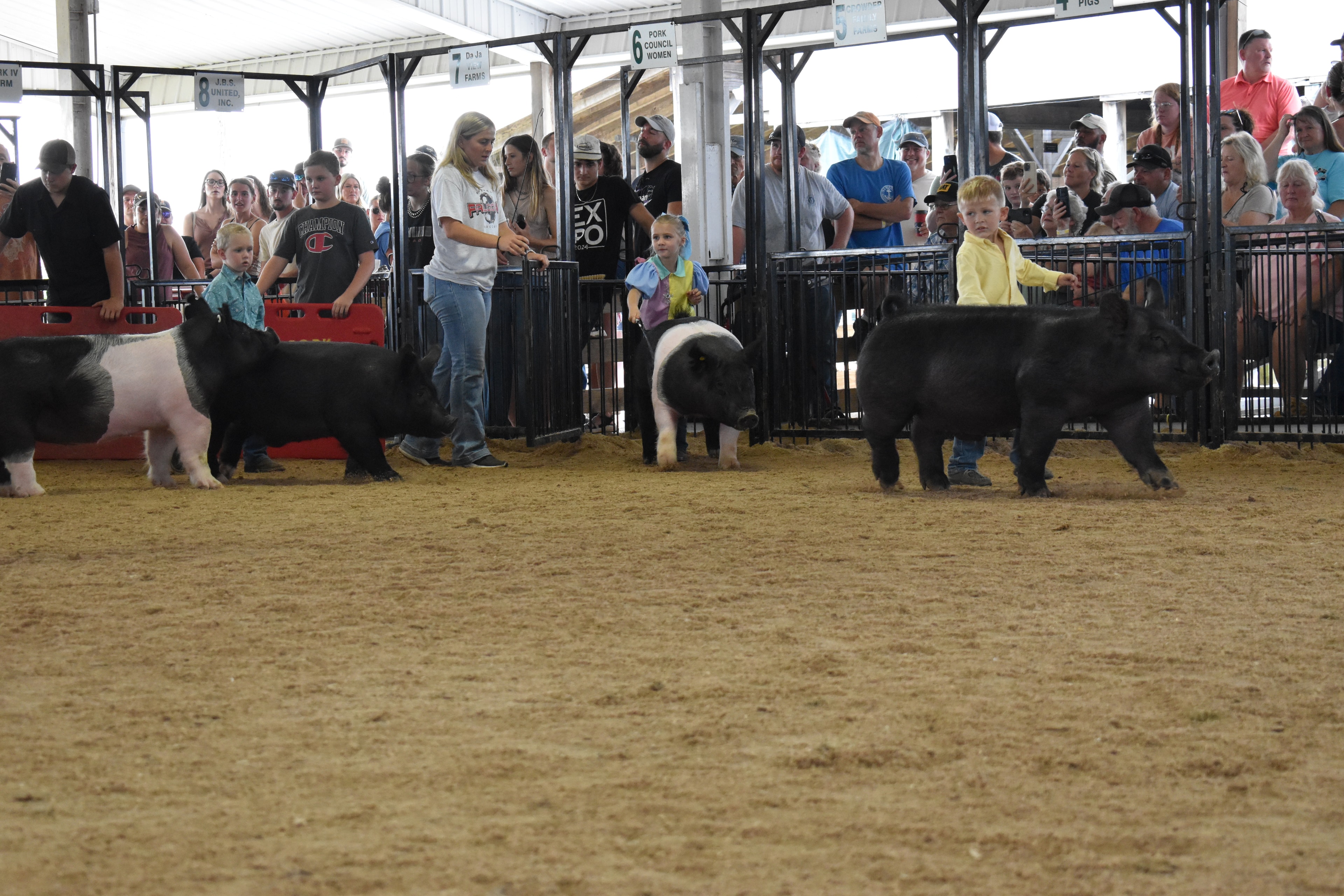 Girl in pink floral top smiling while steering spotted Hampshire cross pig head-on toward camera with judge in green shirt and Yoder Farms pens 12–13 behind at Champaign County Fair