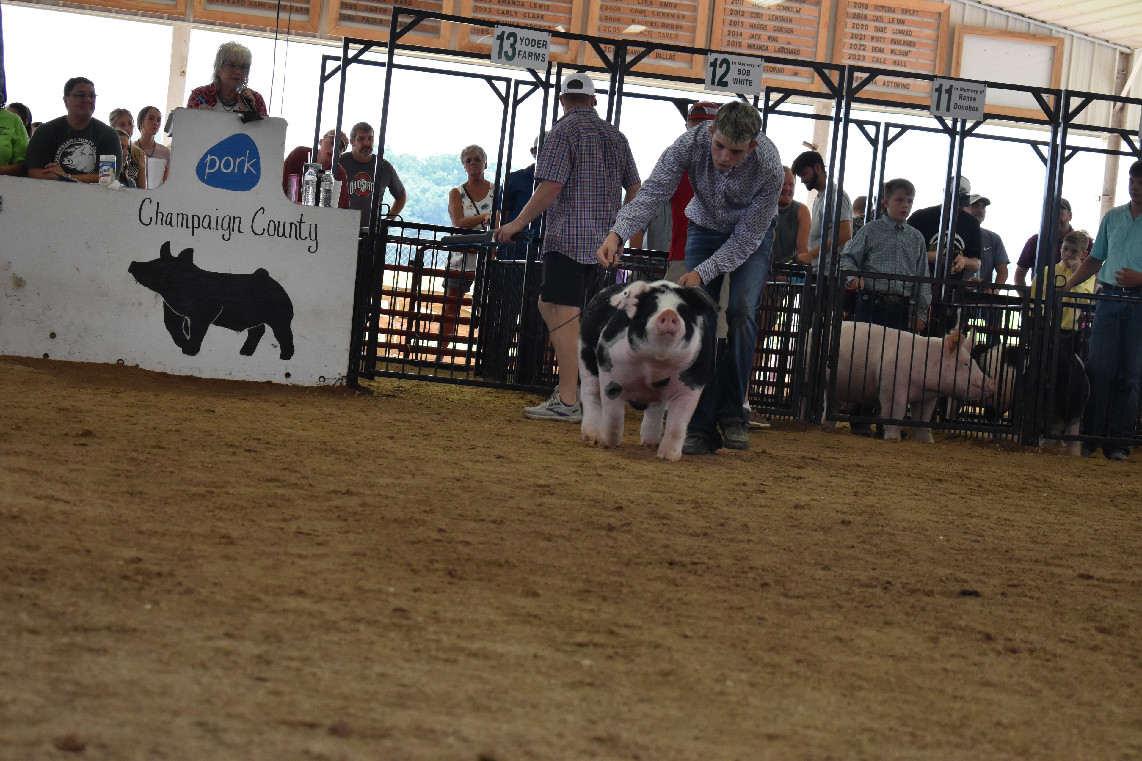 Exhibitor showing pig in the Champaign County show ring