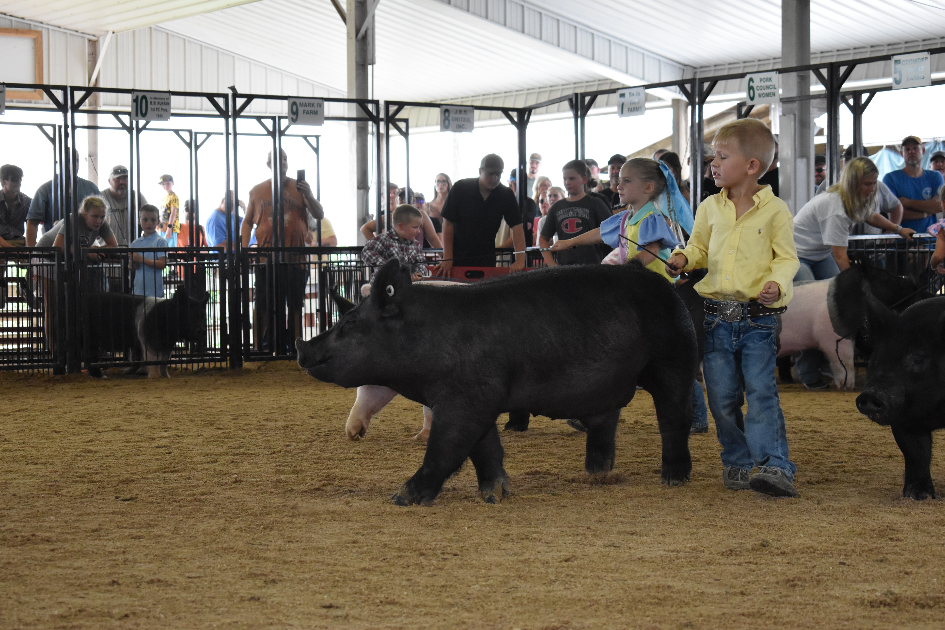 Girl in pink floral top steering spotted Hampshire cross pig sideways with boy in yellow shirt and judge in green shirt watching from behind at Champaign County Fair