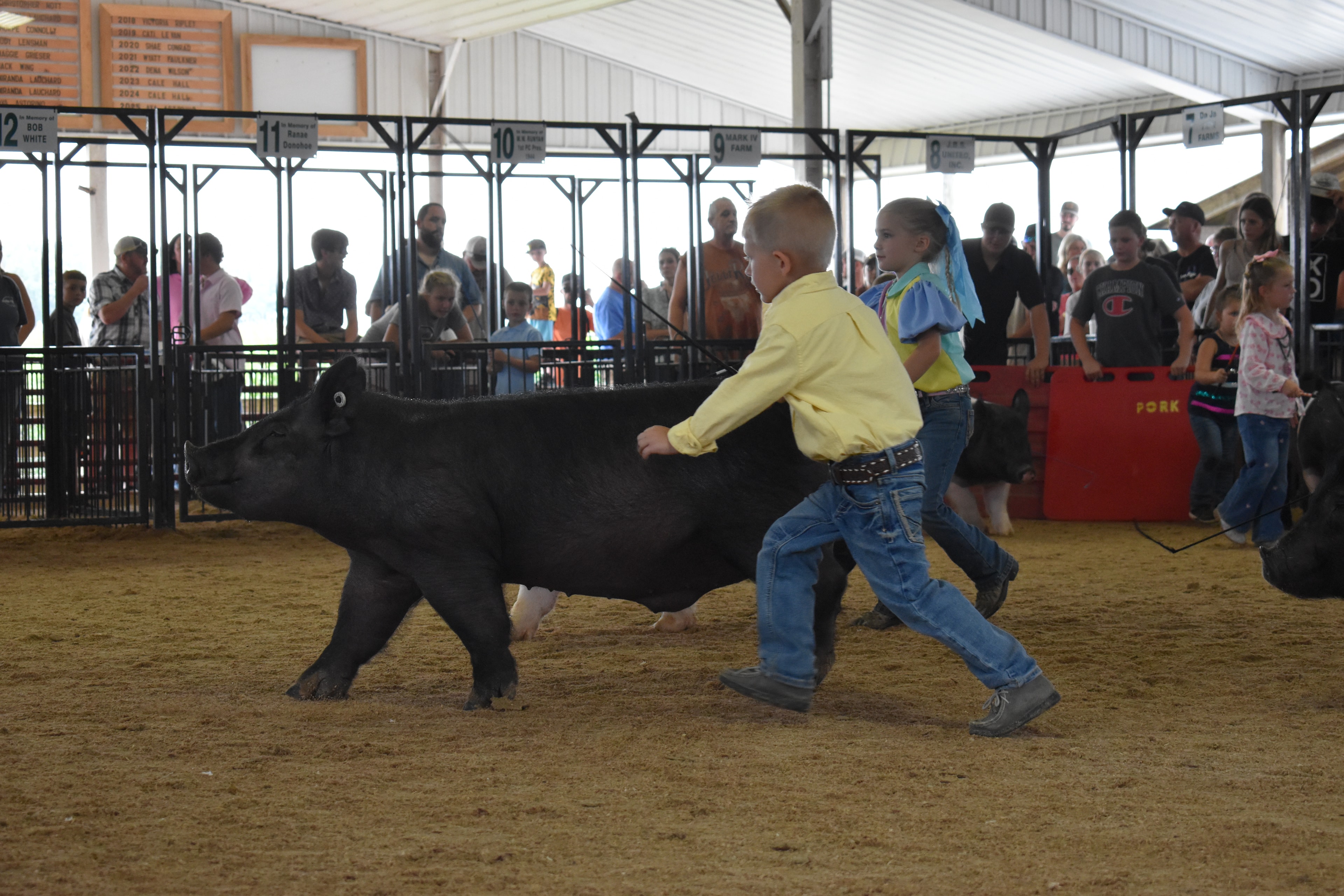 Girl in pink floral top steering spotted Hampshire cross pig with boy in yellow shirt alongside and judge in green shirt watching with packed sponsor pens 9–12 behind at Champaign County Fair