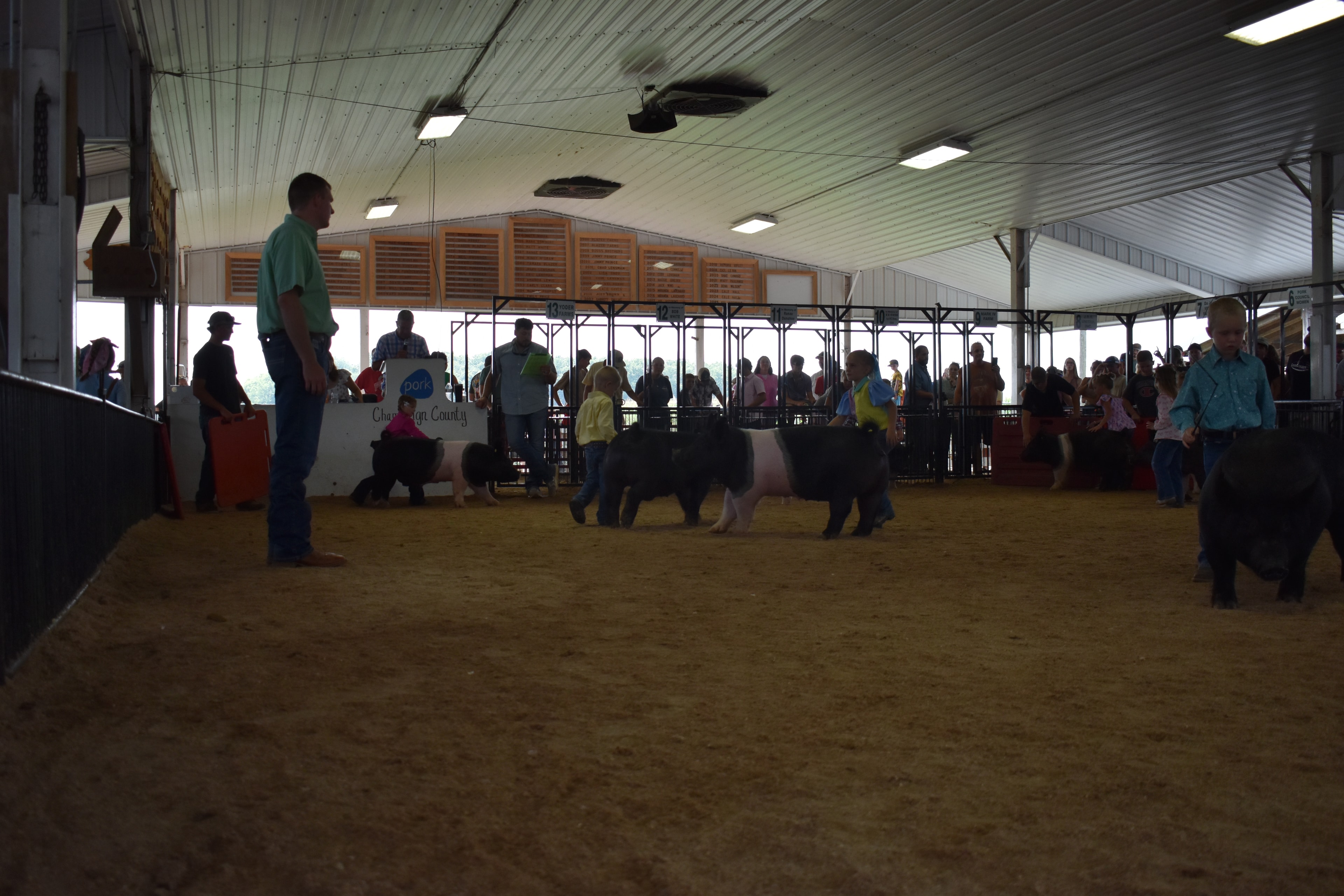 Girl in blue-yellow-pink show shirt steering large Hampshire cross pig head-on toward camera with packed sponsor pens 9–12 and past champions boards behind at Champaign County Fair