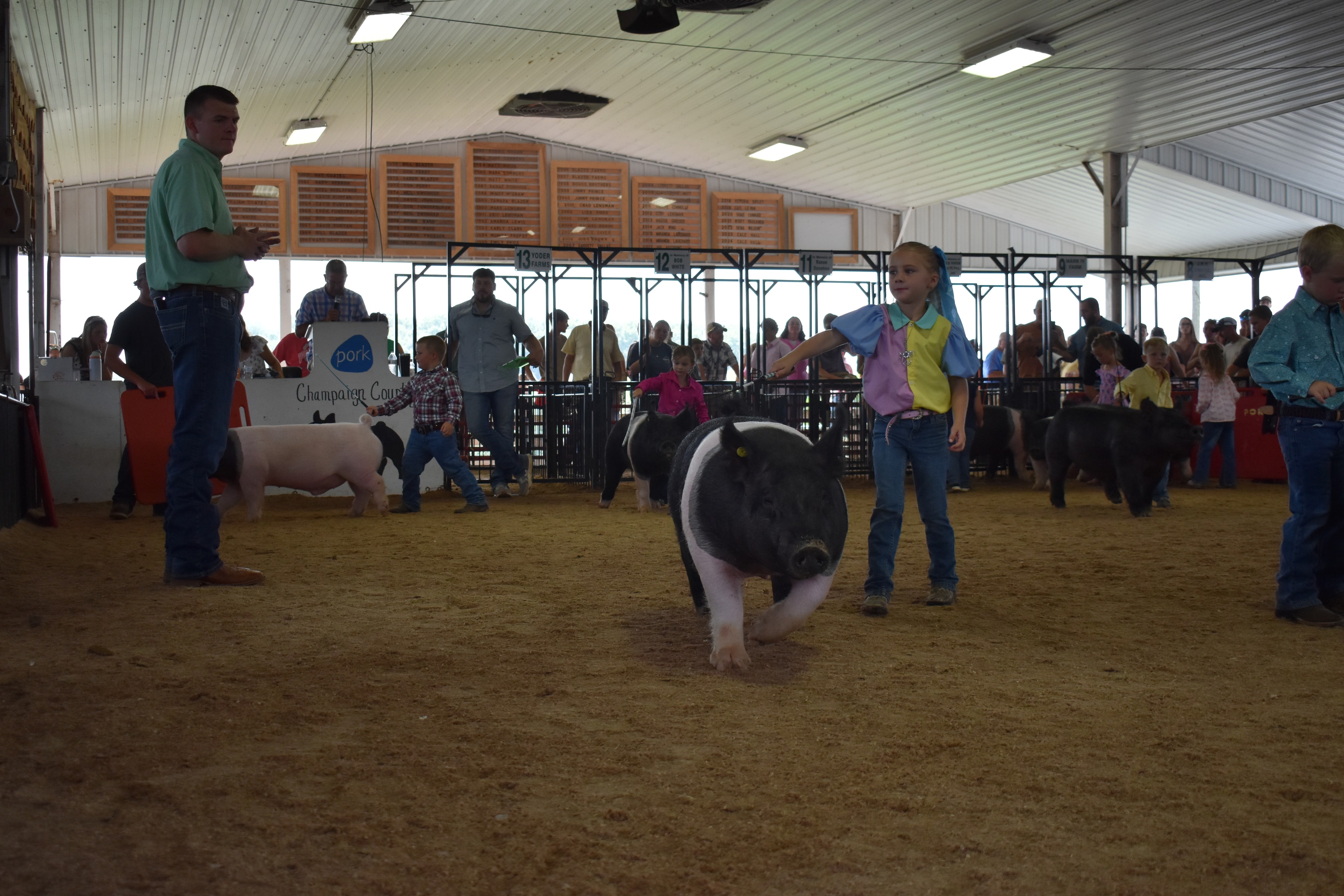 Wide arena shot with girl in blue-yellow-pink show shirt, boy in yellow shirt, and boy in teal shirt steering pigs past the Champaign County Pork sign with judge in green shirt watching and packed crowd behind