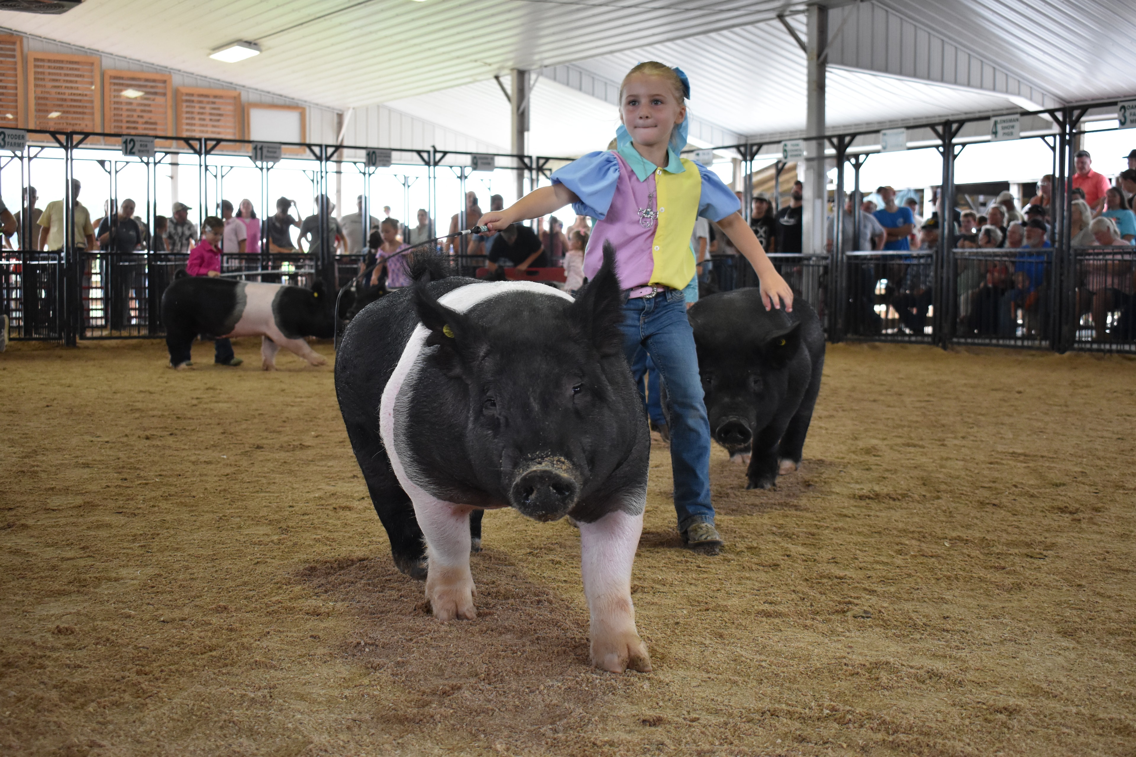Wide arena shot with judge in green shirt watching girl in blue-yellow-pink show shirt steer Hampshire cross pig past the Champaign County Pork sign with multiple young exhibitors and packed crowd behind