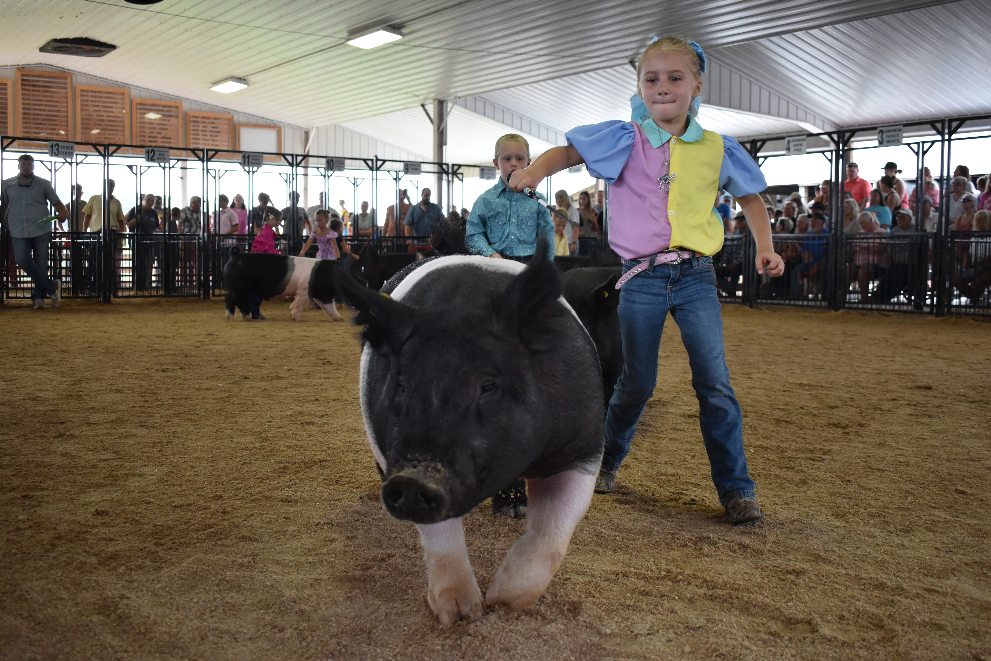 Wide arena shot with judge in green shirt watching girl in blue-yellow-pink show shirt steer Hampshire cross pig with Champaign County Pork sign and packed sponsor pens 11–13 behind