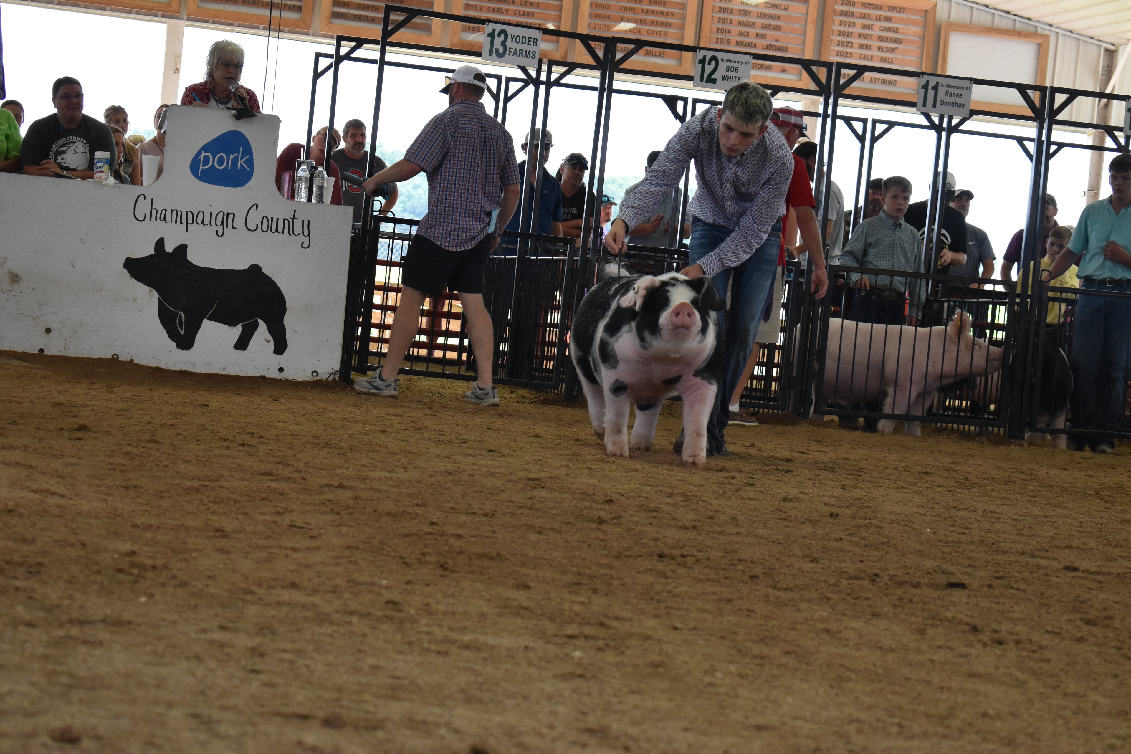 Youth showing pig at the Champaign County Fair