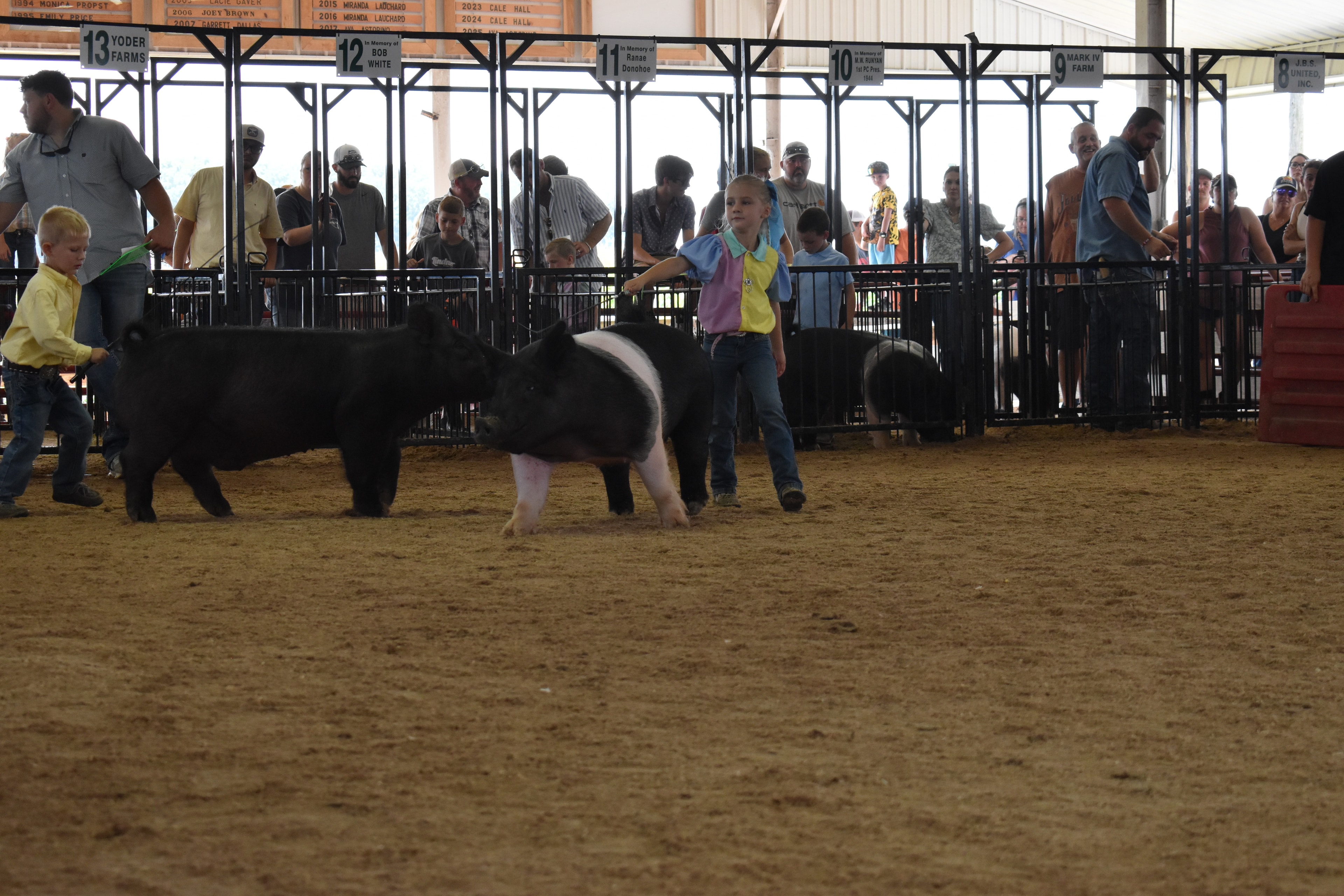 Wide arena shot with judge in green shirt watching girl in blue-yellow-pink show shirt steer Hampshire cross pig with Champaign County Pork sign and packed sponsor pens 11–13 and past champions boards behind