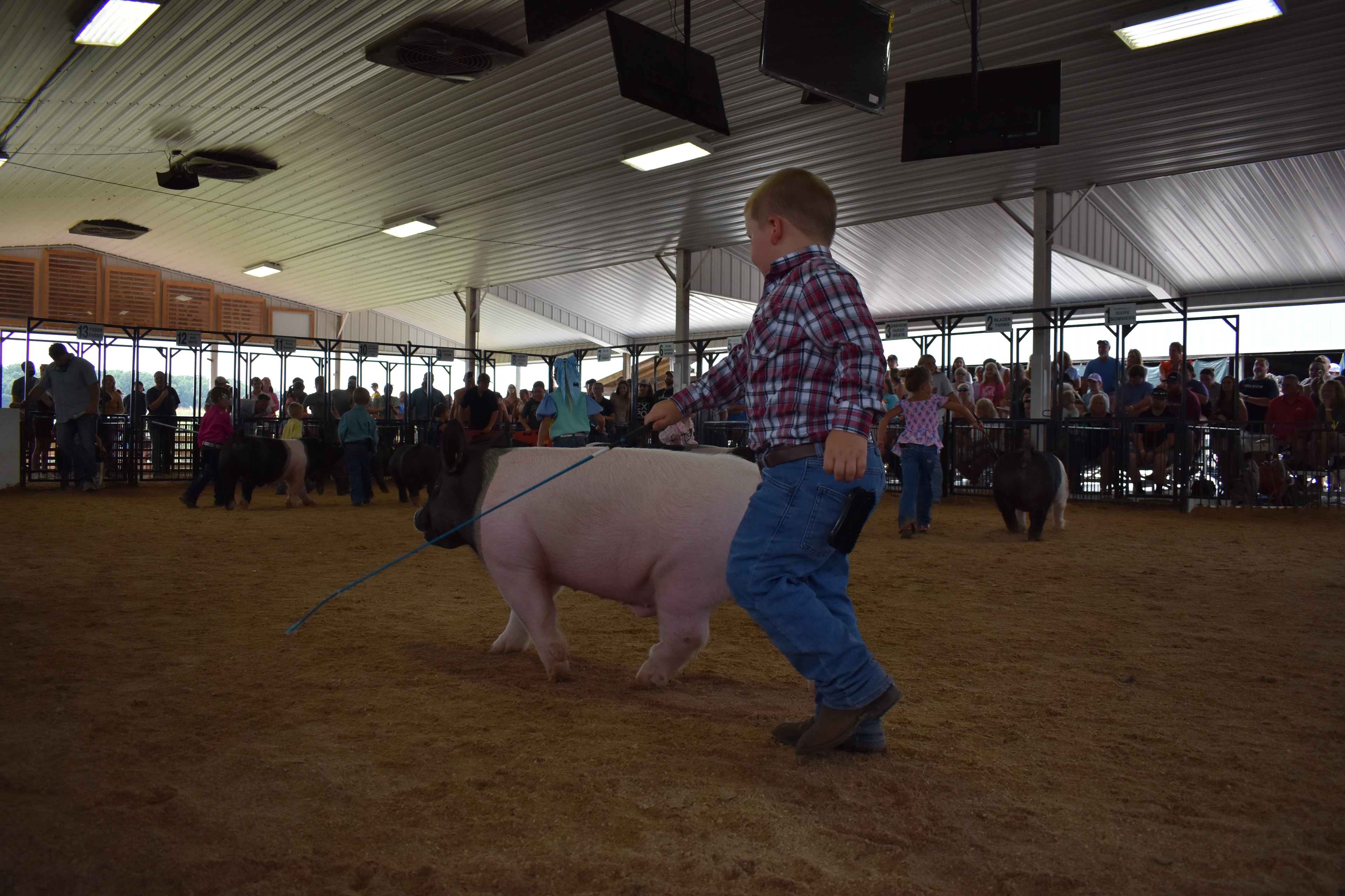 Wide arena shot with judge in green shirt watching girl in blue-yellow-pink show shirt steer Hampshire cross pig with Champaign County Pork sign and multiple young exhibitors and packed crowd behind