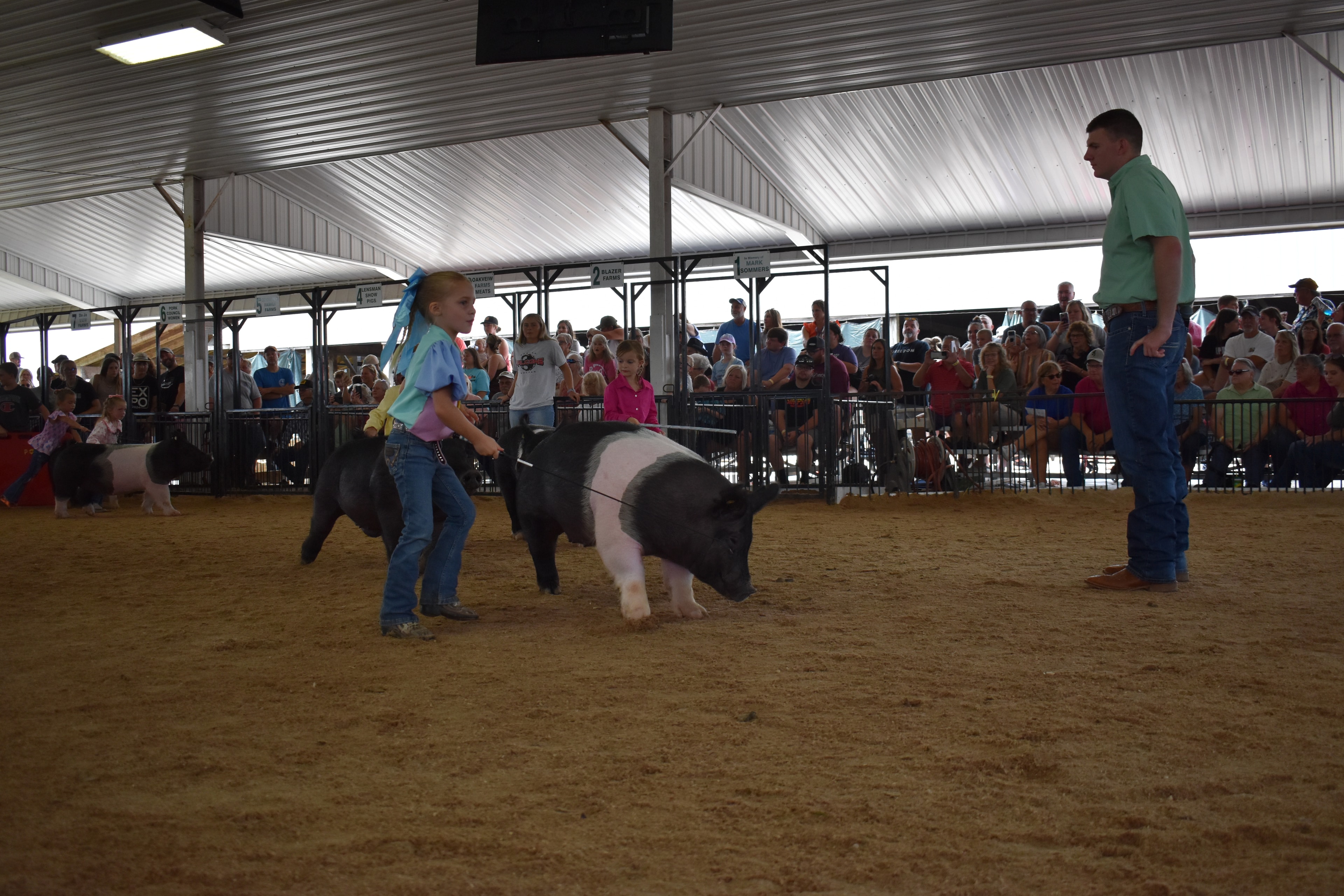 Wide arena shot with judge in green shirt watching girl in blue-yellow-pink show shirt steer Hampshire cross pig with Champaign County Pork sign and multiple young exhibitors and packed crowd behind at Champaign County Fair