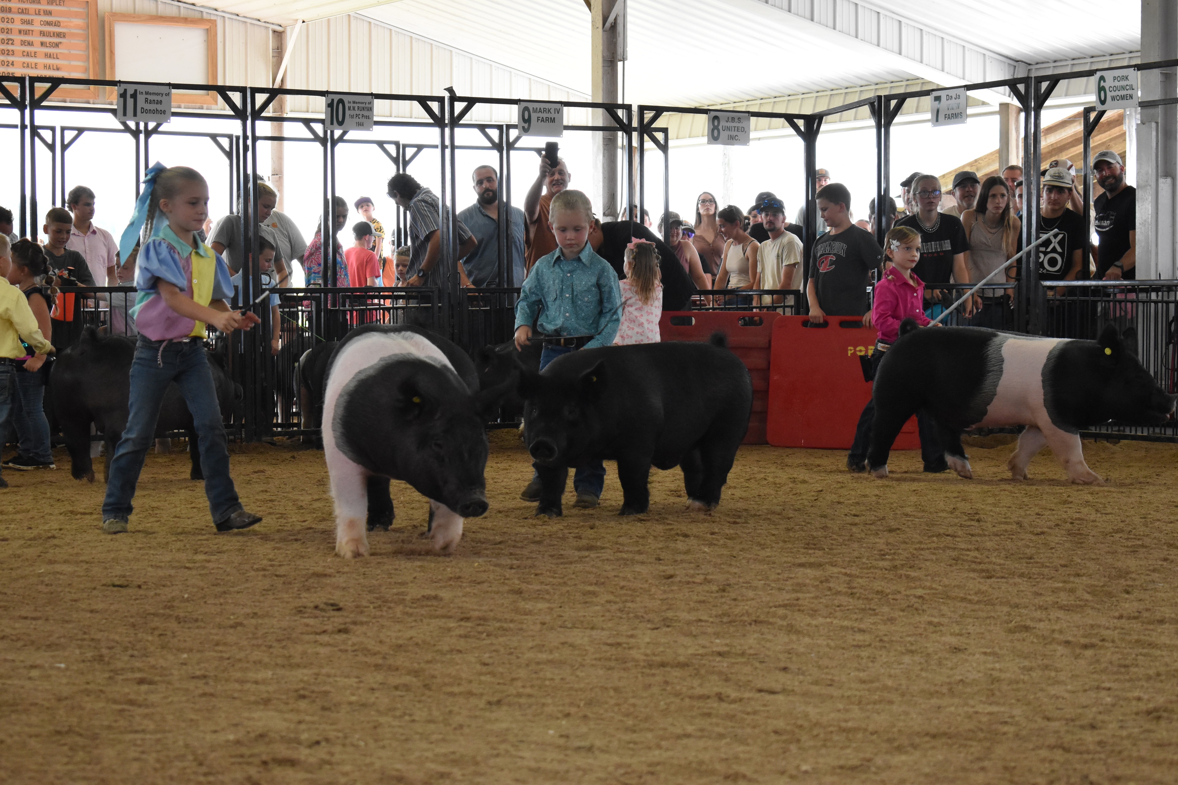 Silhouetted arena shot with judge in green shirt watching boy in teal shirt with blue show cloth and girl in pink shirt steer Hampshire cross pig toward camera with packed crowd in sponsor pens 2–4 behind at Champaign County Fair