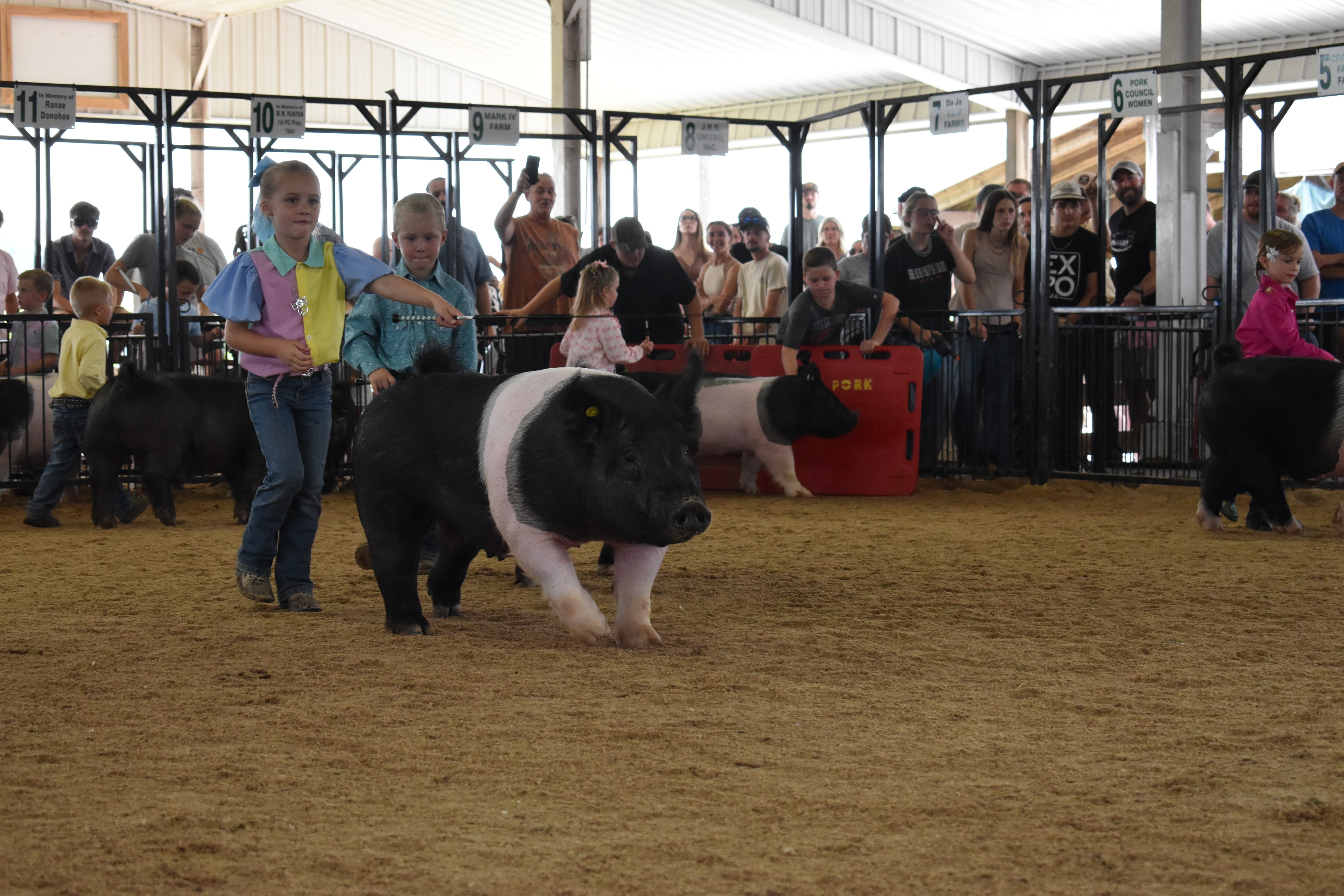 Silhouetted arena shot with judge in green shirt watching boy in teal shirt with blue show cloth and girl in pink shirt steer Hampshire cross pig with Blazer Farms and Mark Sommers sponsor pens 2–3 visible behind at Champaign County Fair