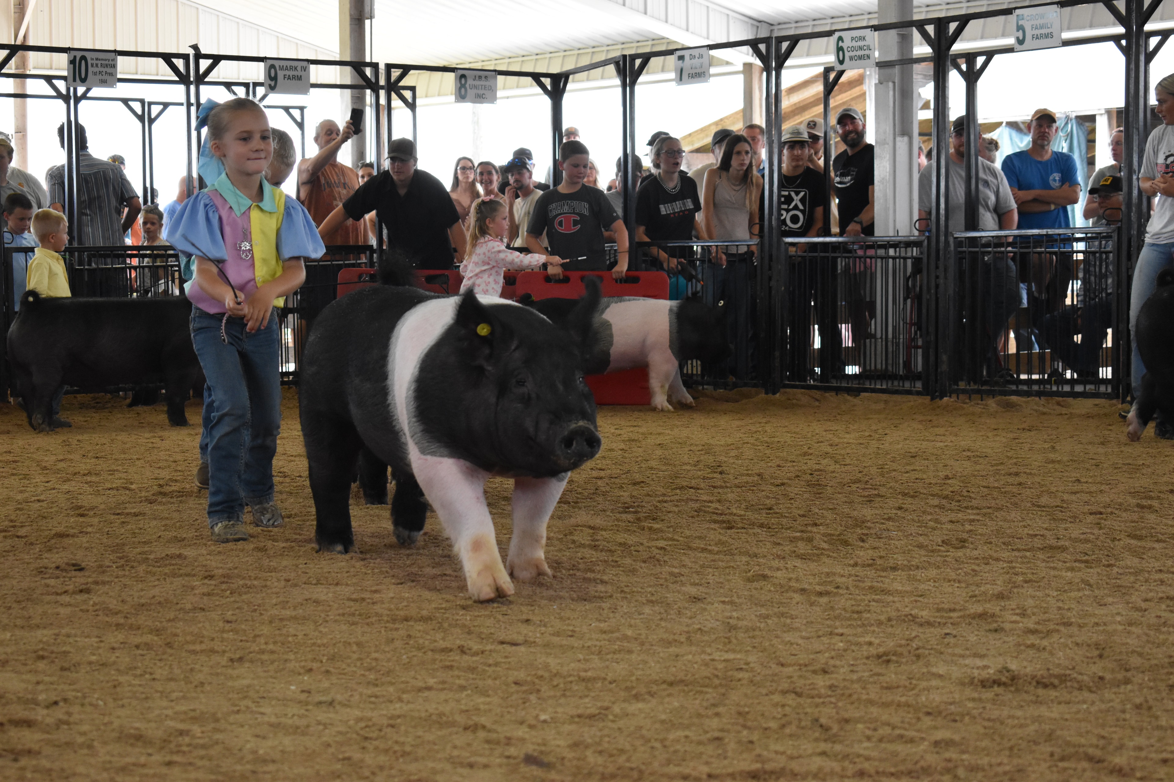 Wide arena shot with judge in green shirt watching boy in teal shirt with blue show cloth and girl in pink shirt and girl in yellow shirt steer Hampshire cross pigs with packed crowd behind at Champaign County Fair