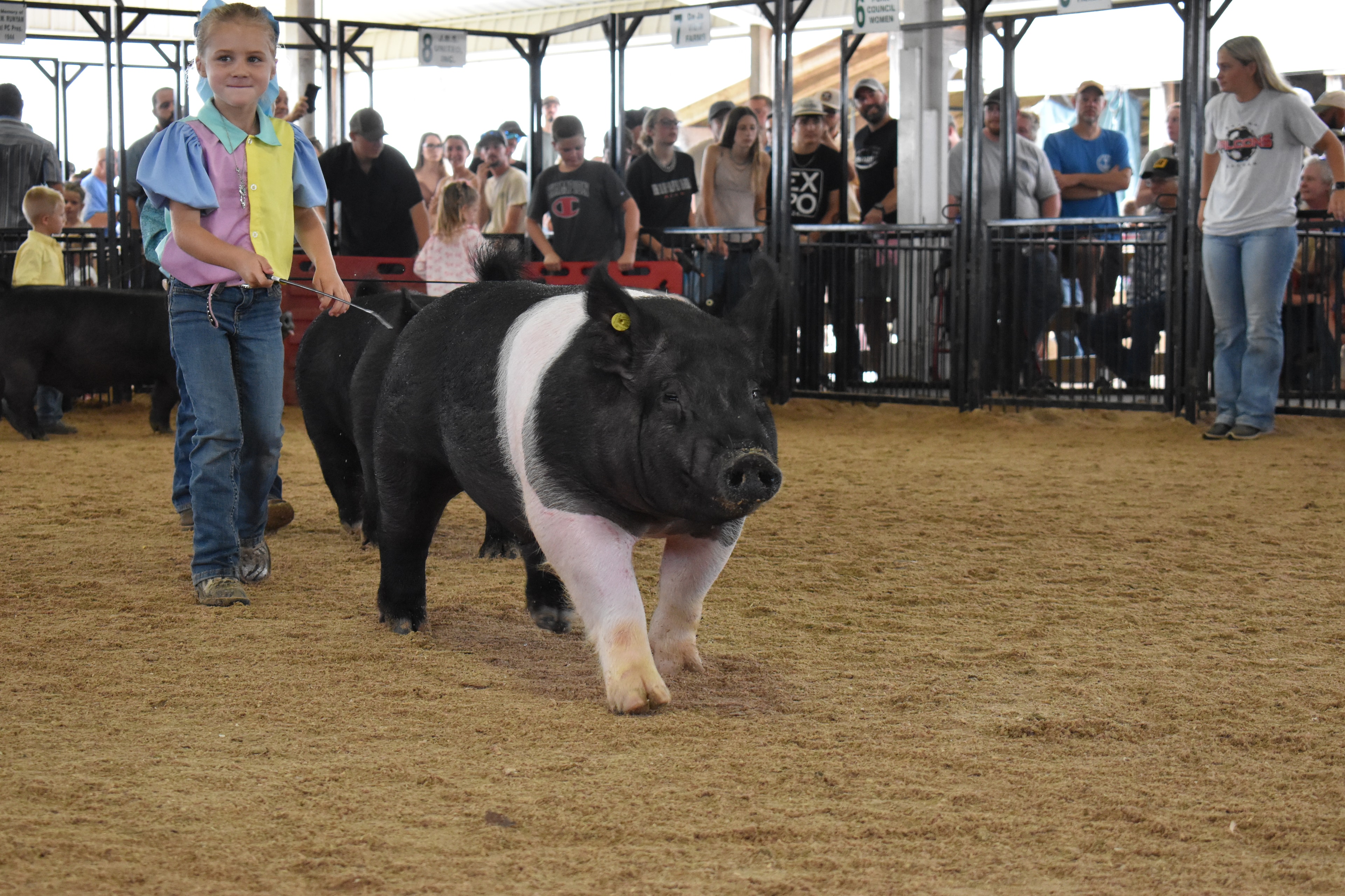 Girl in blue-pink-yellow show shirt with blue bow smiling while steering large Hampshire cross pig head-on toward camera with judge in green shirt and packed crowd behind at Champaign County Fair