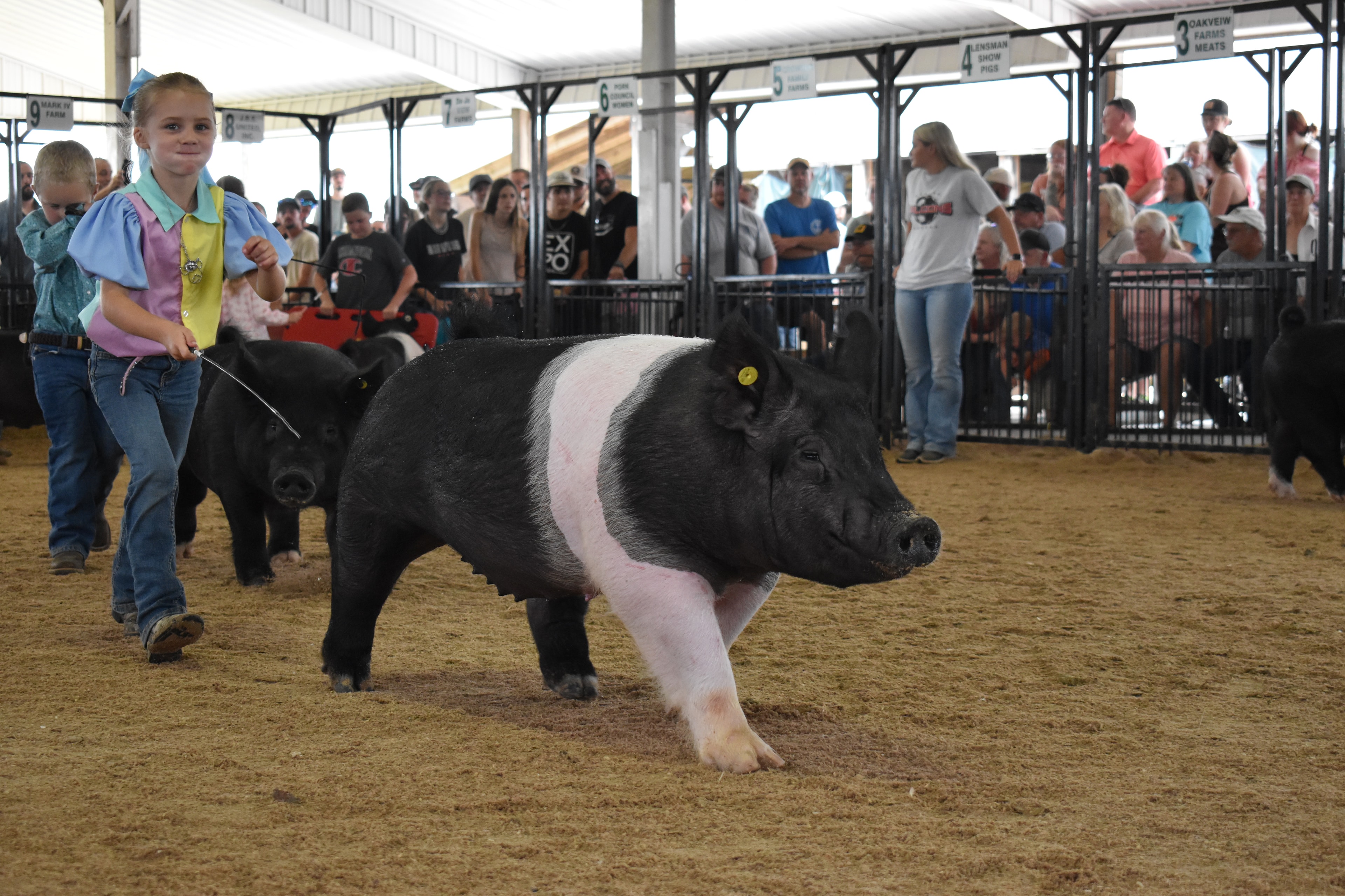 Girl in blue-pink-yellow show shirt with blue bow steering large Hampshire cross pig head-on toward camera with judge in green shirt and packed crowd behind at Champaign County Fair