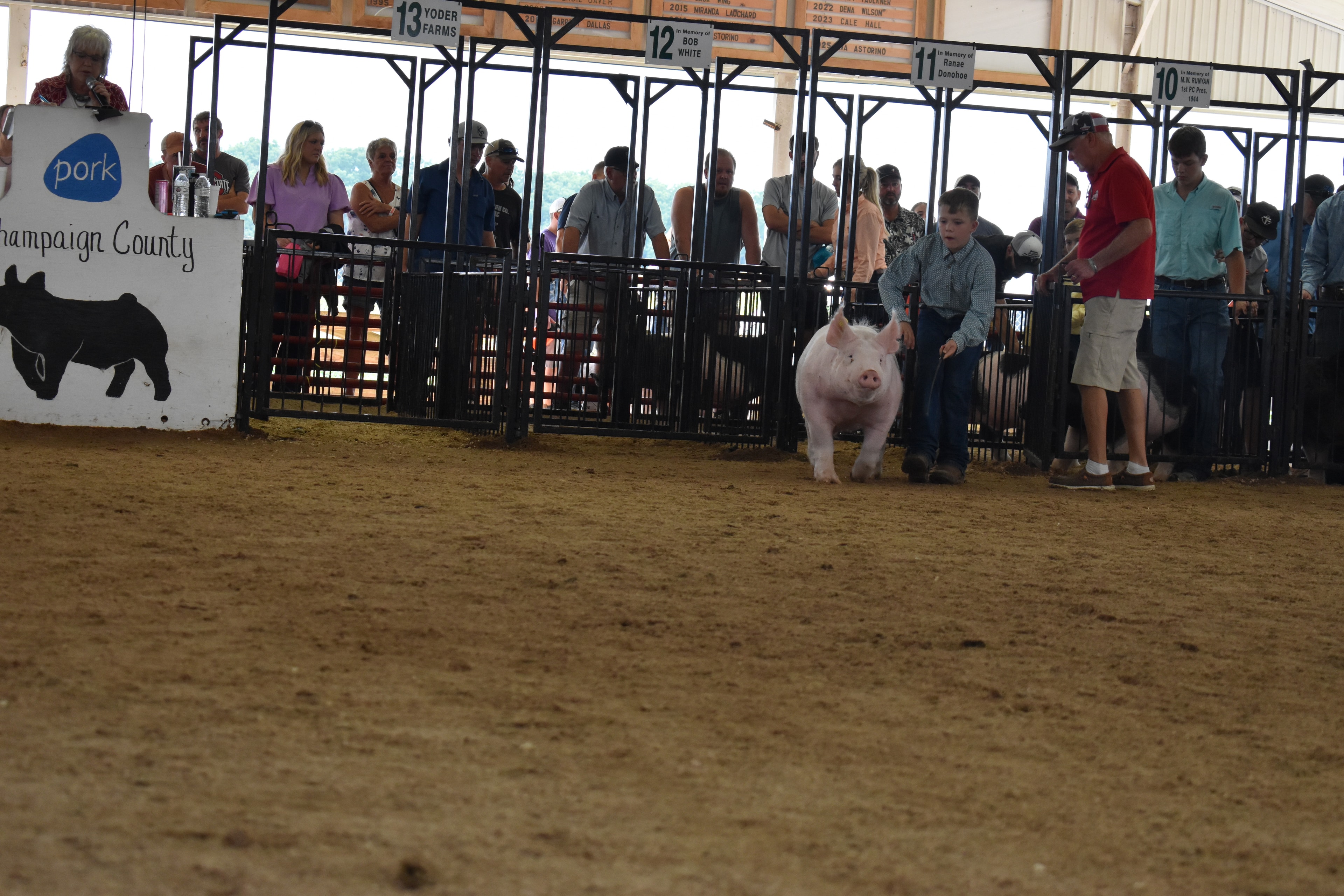 Youth exhibitor guiding pig across the show ring