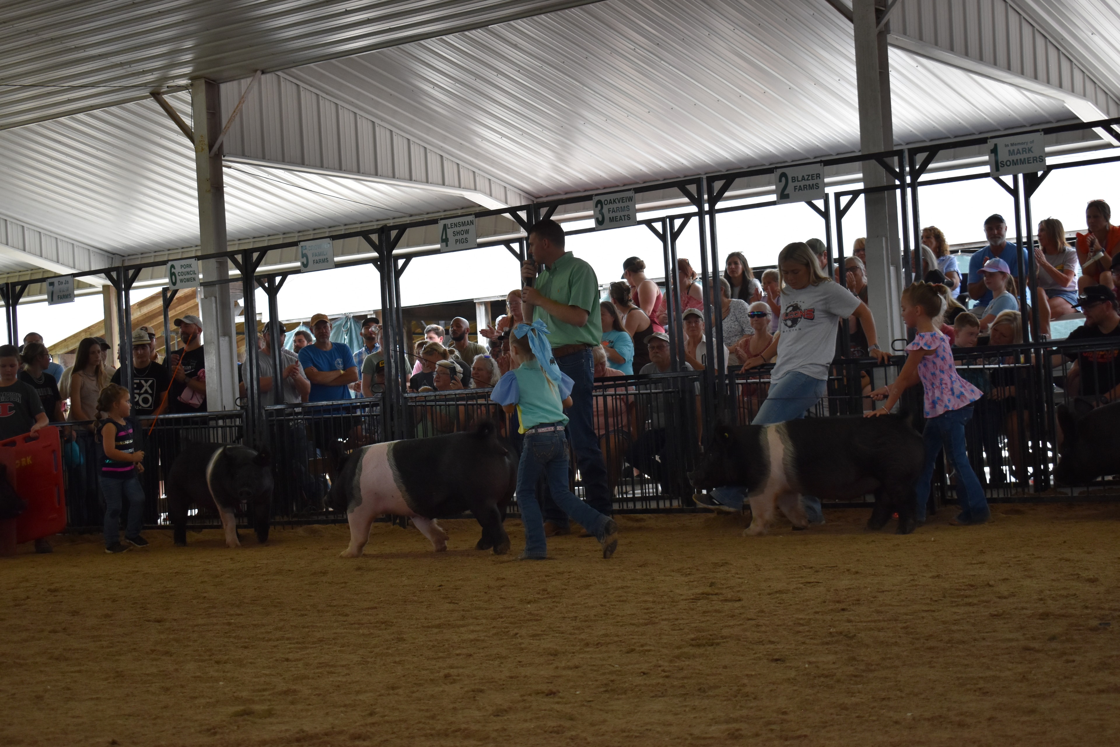 Judge in green shirt standing with back to camera watching small boy in plaid shirt and Pork Queen with sash steer pink Yorkshire and Hampshire cross pigs past the Champaign County Pork sign with packed crowd in sponsor pens 9–13 behind