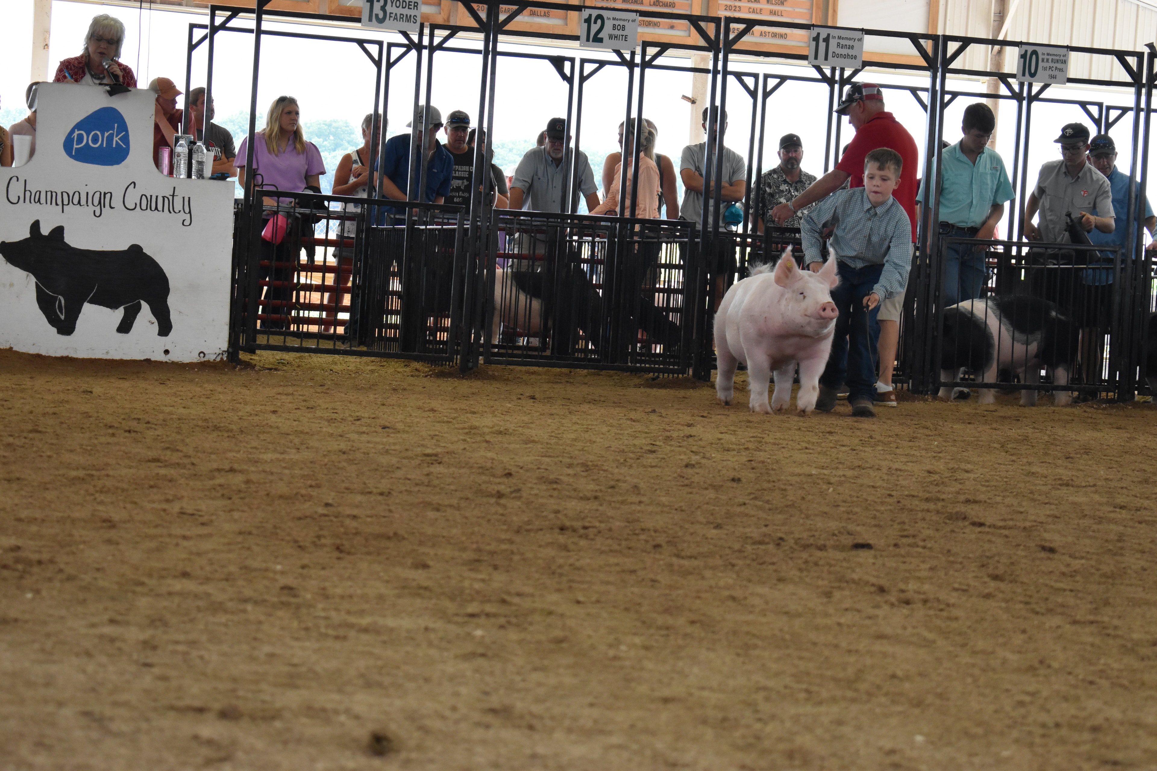 Young exhibitor showing pink pig in the show ring