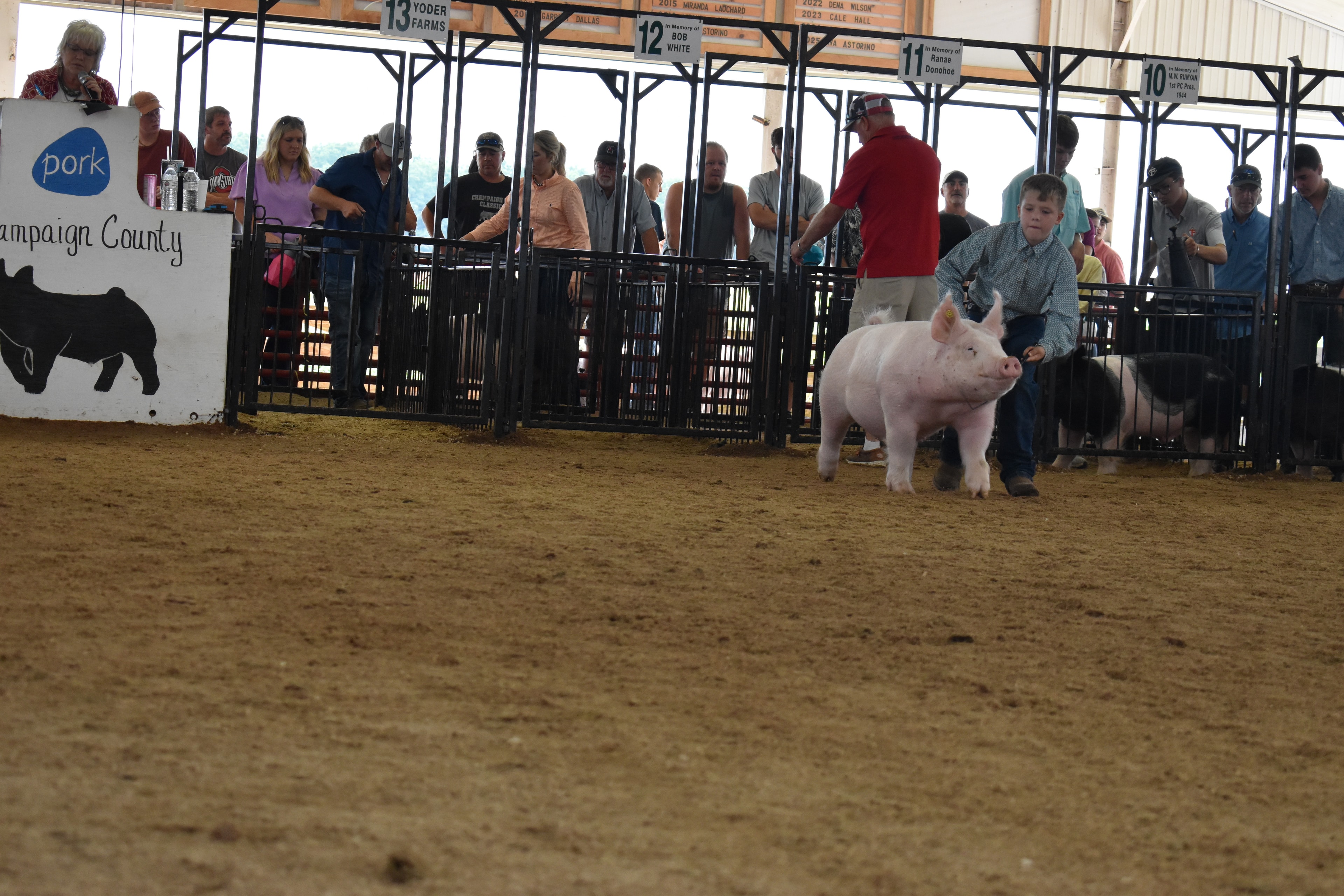 Pig show at the Champaign County Fair 2026