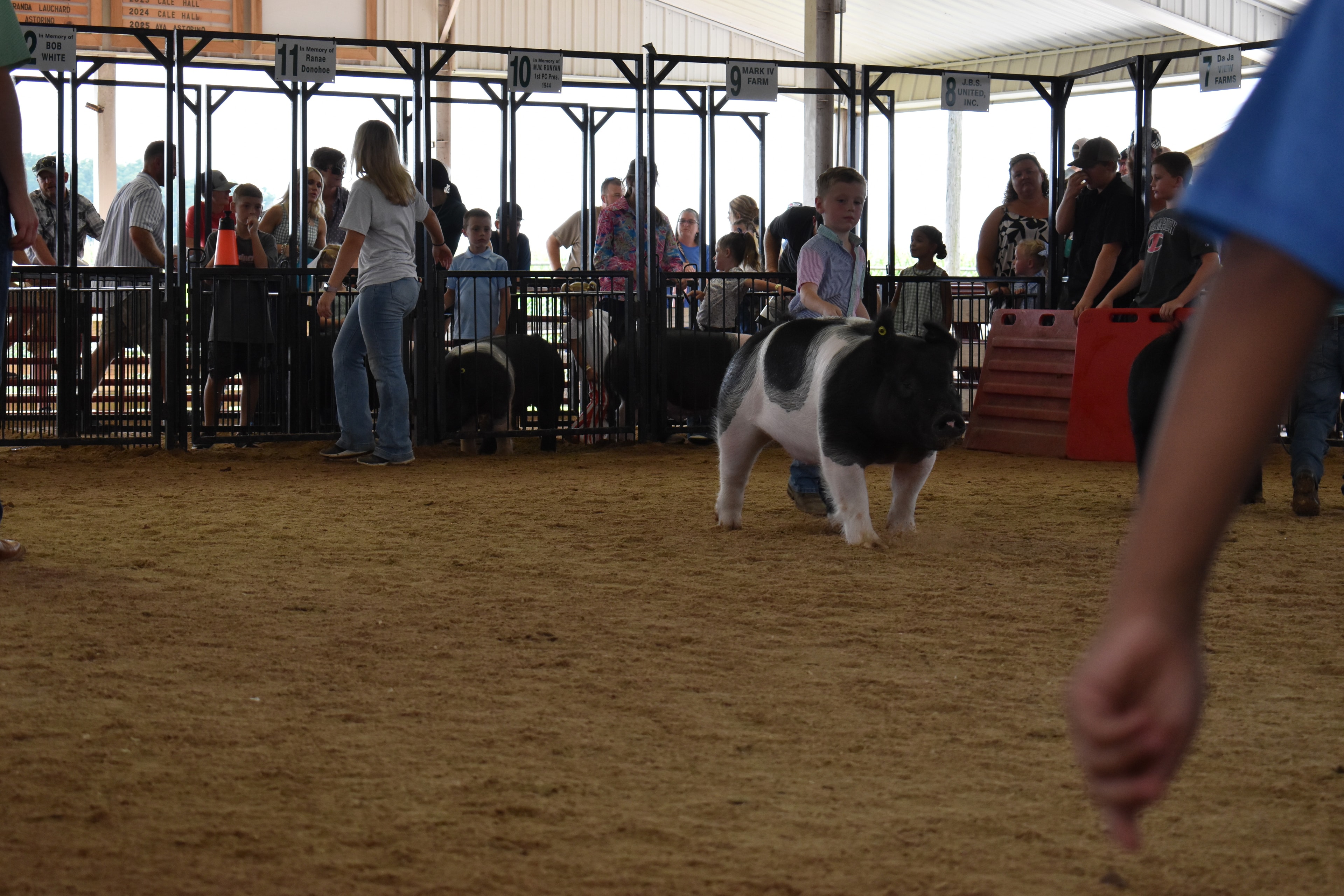 Boy in pink-blue striped shirt steering large black-and-white Hampshire cross pig with Lensman Show Pigs sponsor pen 5 and packed crowd behind at Champaign County Fair