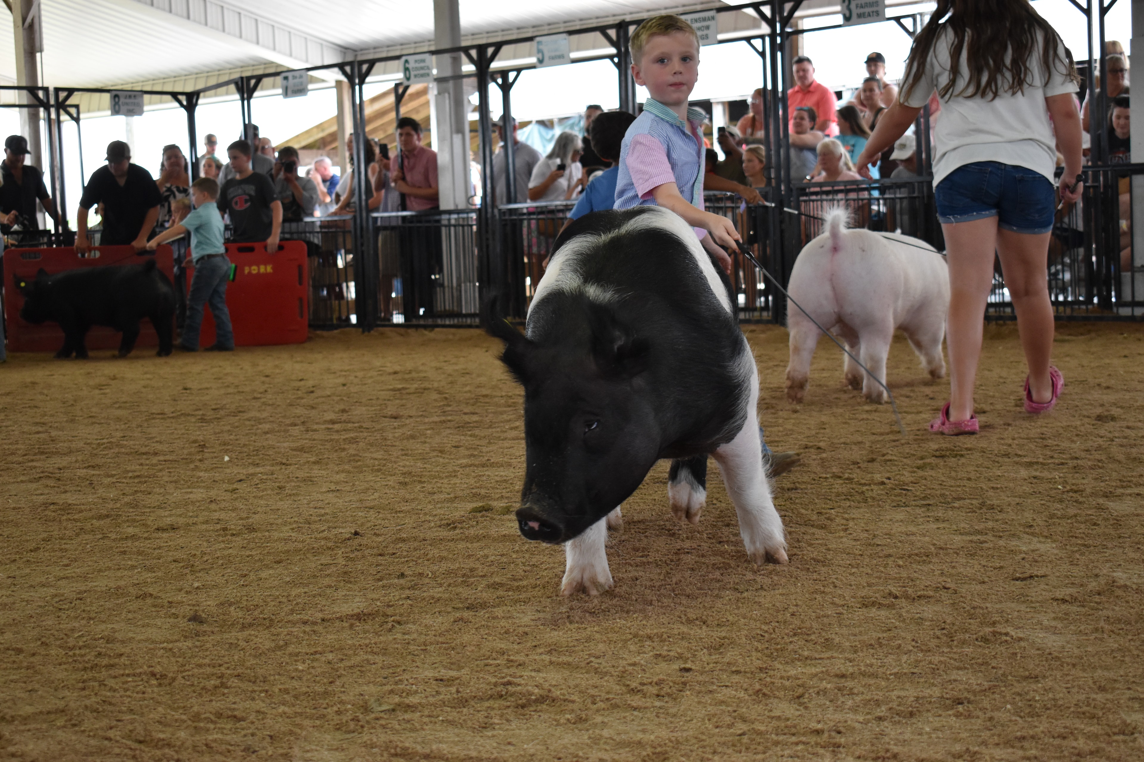Wide arena shot with girl in pink ruffled shirt steering black-and-white Hampshire cross pig and boy in blue shirt steering large pink Yorkshire pig near Champaign County Pork sign with Pork Queen and packed crowd in Yoder Farms pens 12–13 behind