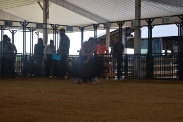 Exhibitor showing pig in the arena at Champaign County Fair