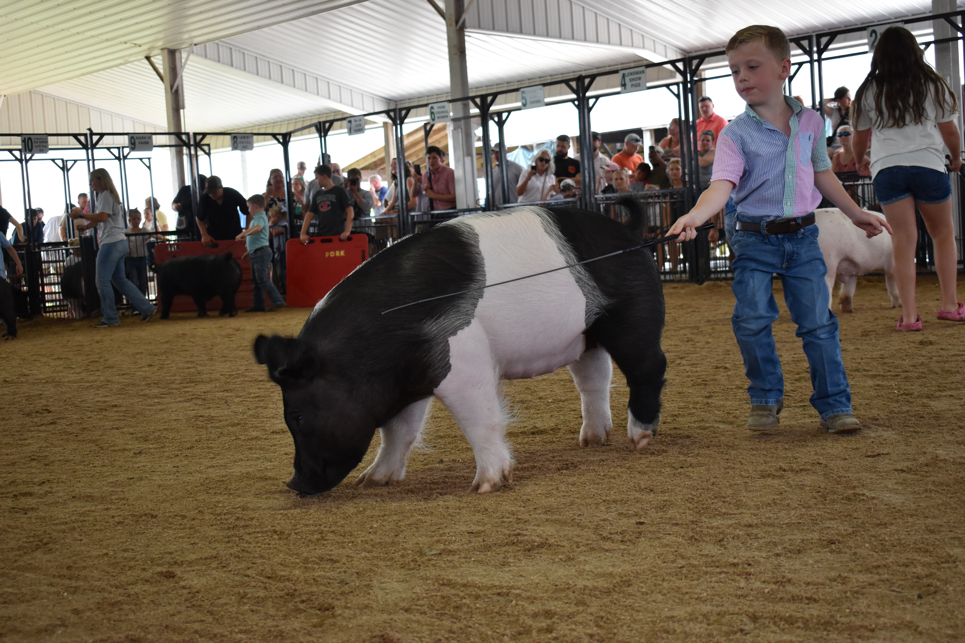 Wide arena shot with girl in pink ruffled shirt steering black-and-white Hampshire cross pig near Champaign County Pork sign with Pork Queen and packed crowd in Yoder Farms pens 12–13 and past champions boards behind at Champaign County Fair