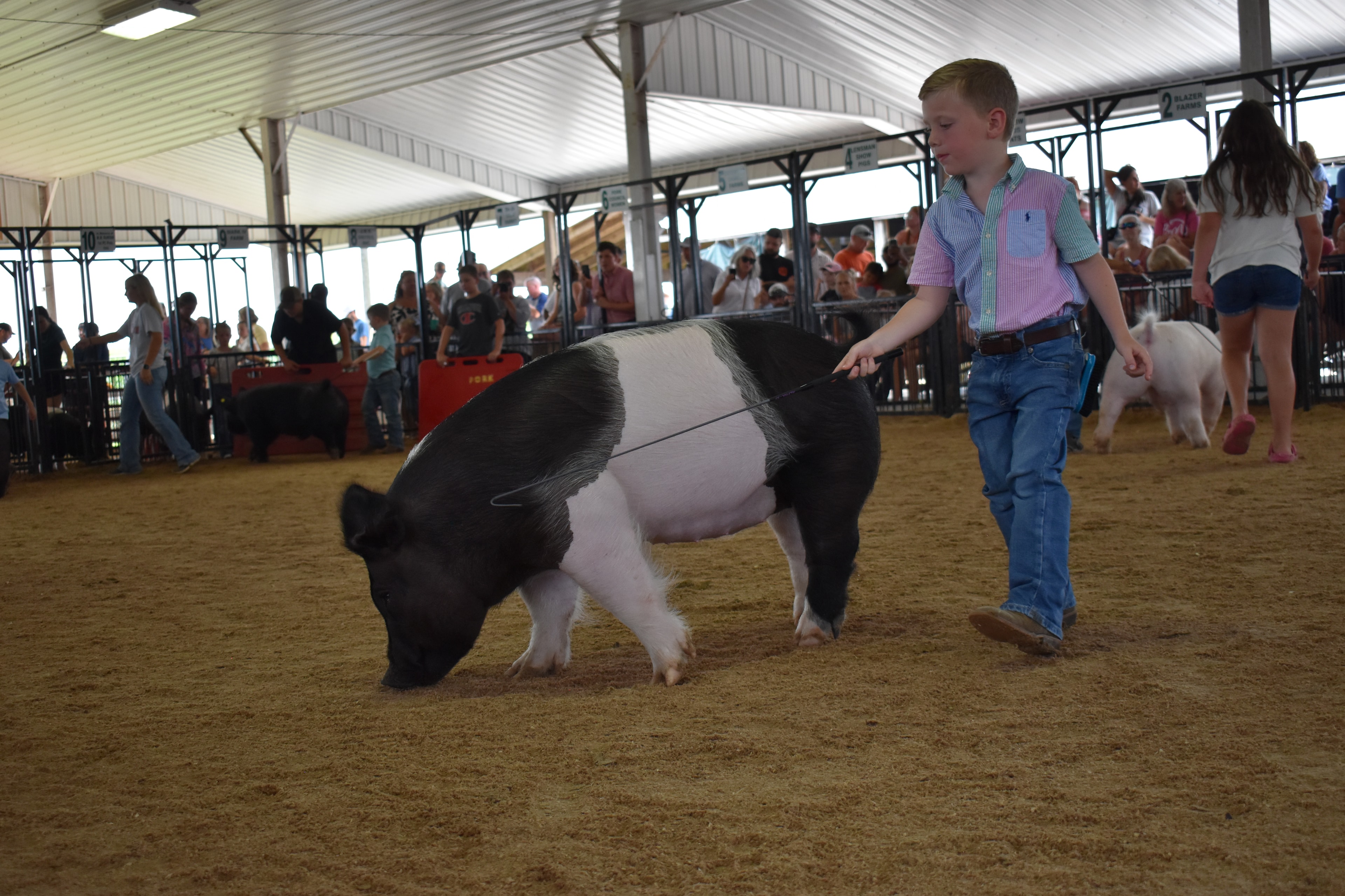 Wide arena shot with boy in teal polo shirt steering large fluffy black pig toward camera with judge in green shirt and packed crowd in Mark IV Farm, JBS United, Do Ja Farms sponsor pens 8–11 behind at Champaign County Fair