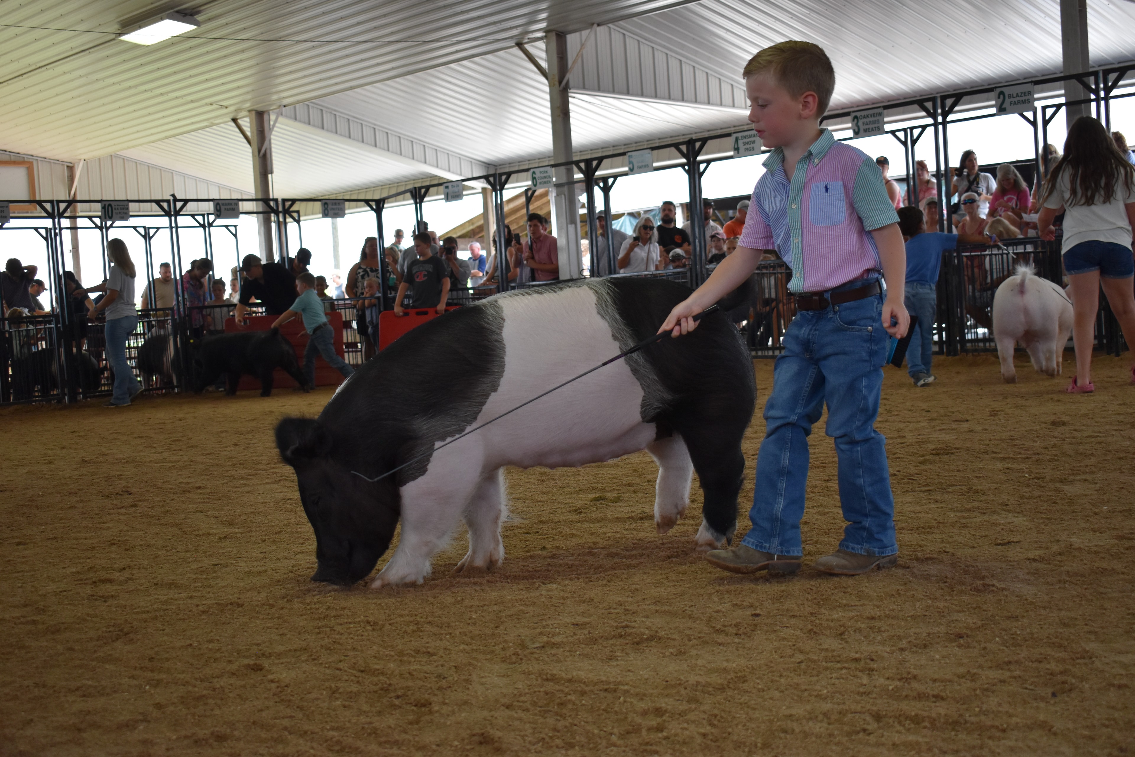 Wide arena shot with tiny boy in teal polo shirt steering large fluffy black pig with judge in green shirt and packed crowd in Ranae Donohoe and Mark IV Farm sponsor pens 9–11 and past champions boards behind at Champaign County Fair