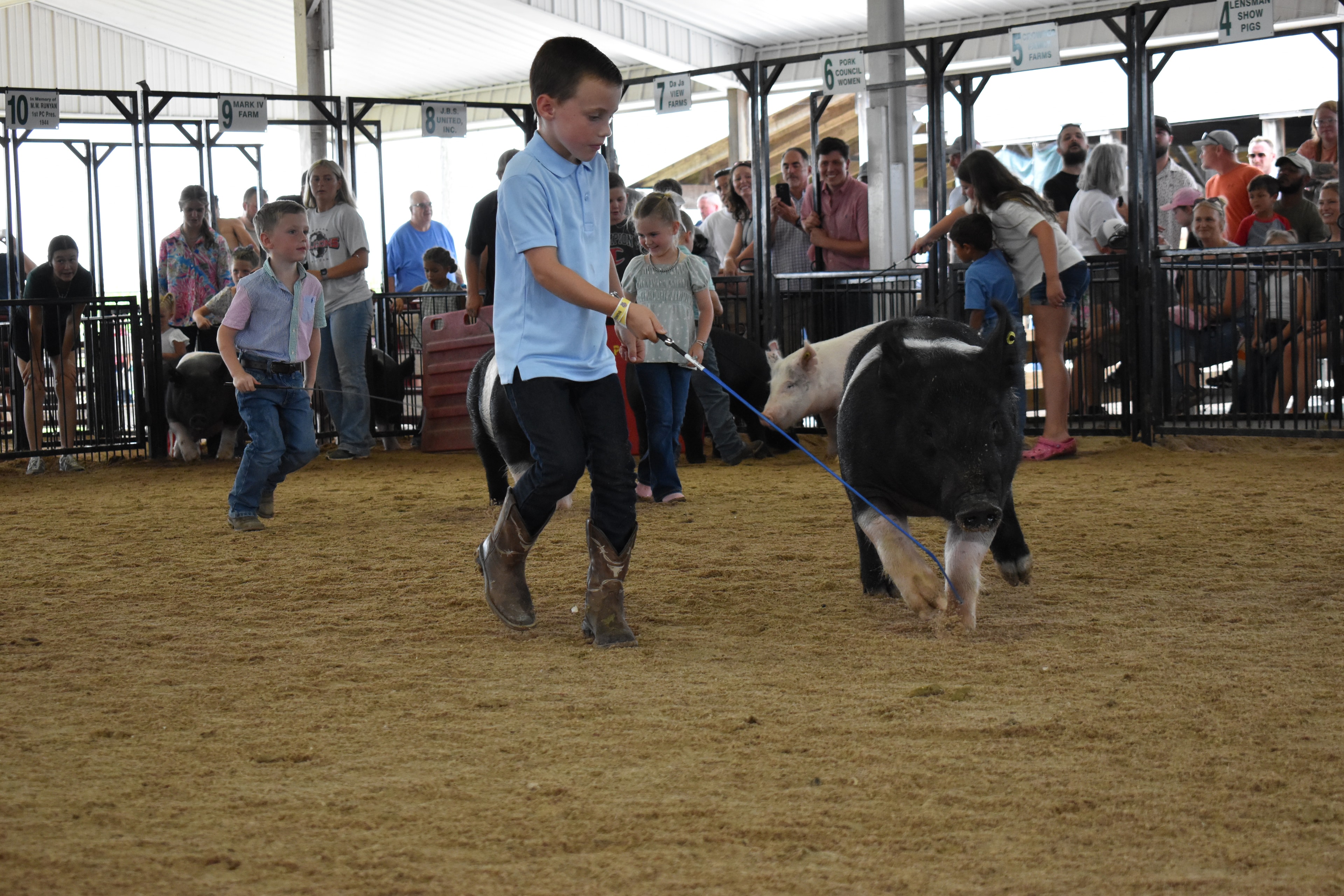 Rotated close-up of massive pink Yorkshire pig being shown by girl in pink Crocs with packed crowd leaning over fence rail behind at Champaign County Fair