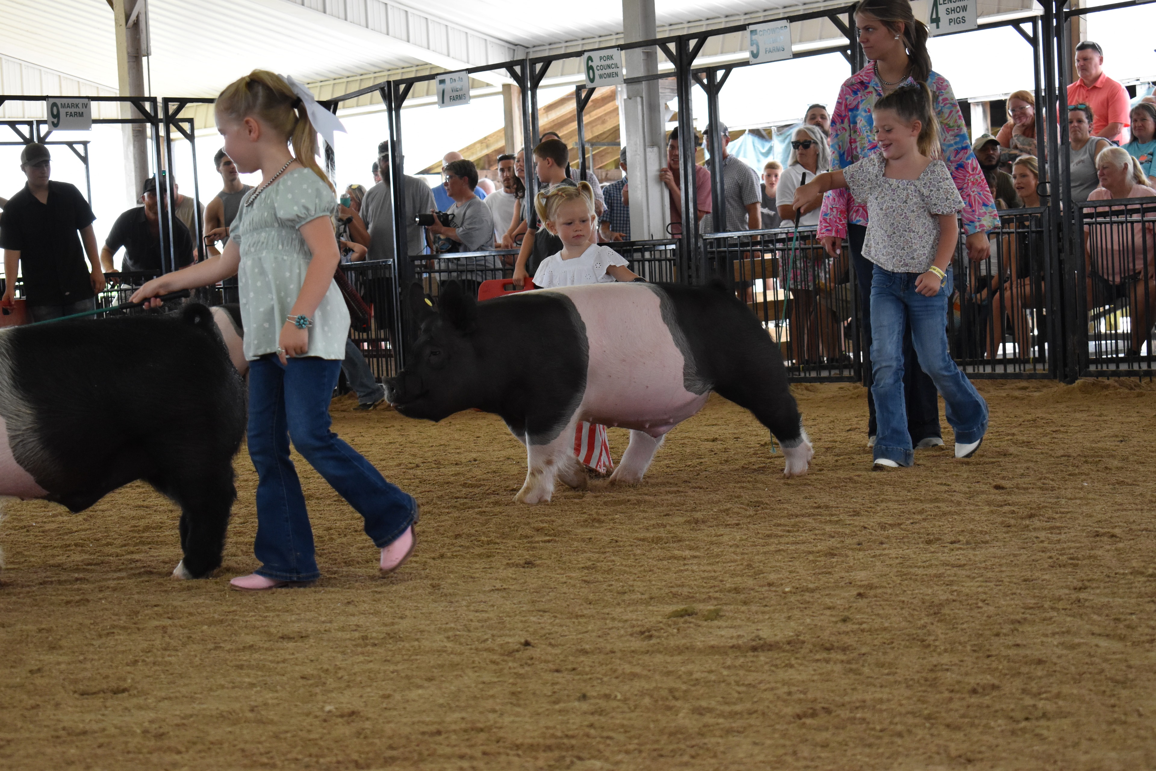 Rotated arena shot with girl in gingham top steering large black-and-white Hampshire cross pig head-on toward camera with red PORK board and packed crowd behind at Champaign County Fair