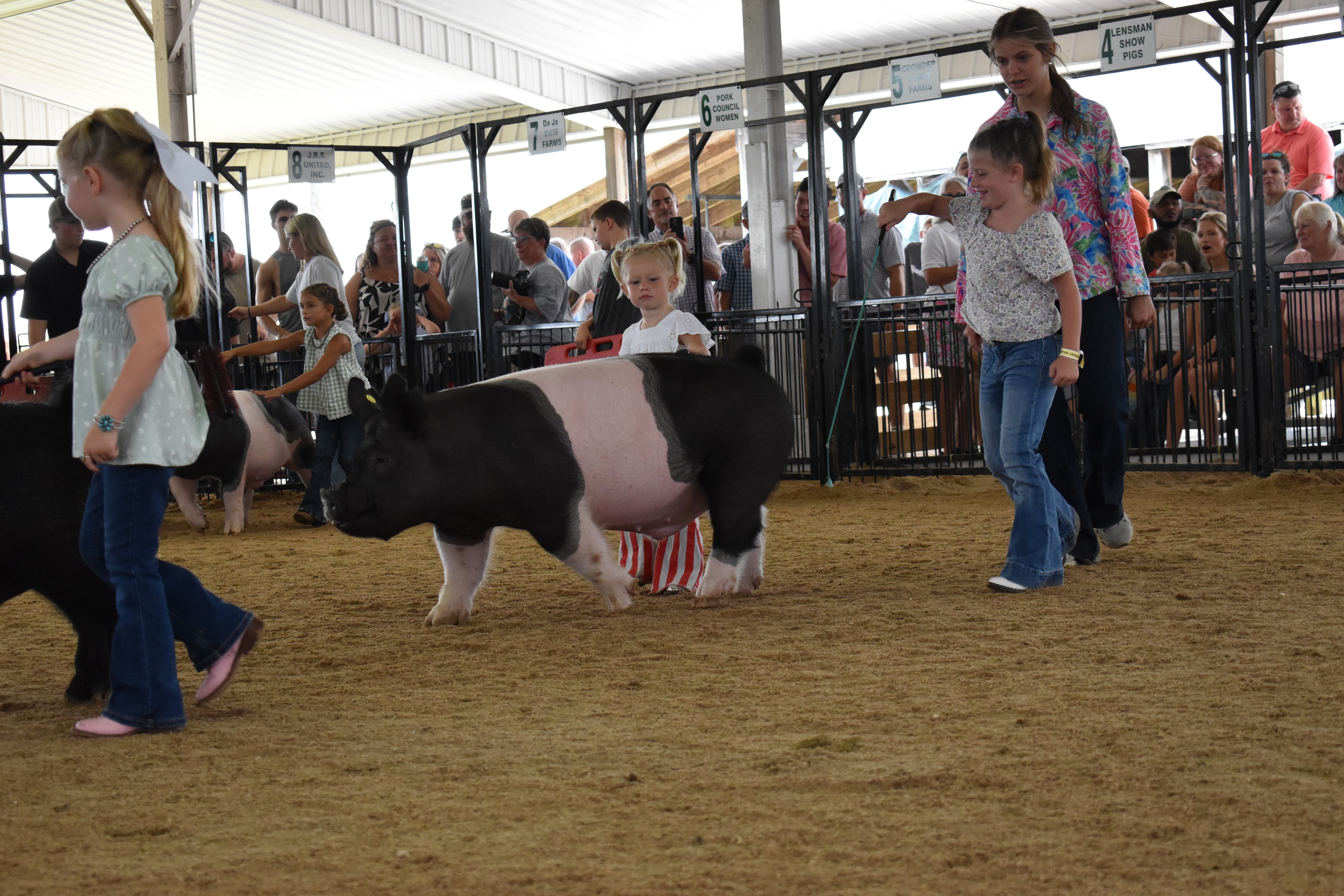 Wide arena shot with boy in light blue polo shirt steering spotted Hampshire cross pig on blue lead with small boy in teal shirt and girl in gingham top and multiple other exhibitors with pigs in Ranae Donohoe, Mark IV Farm, JBS United, Da Ja View Farms, Pork Council Women sponsor pens 6–11 behind at Champaign County Fair