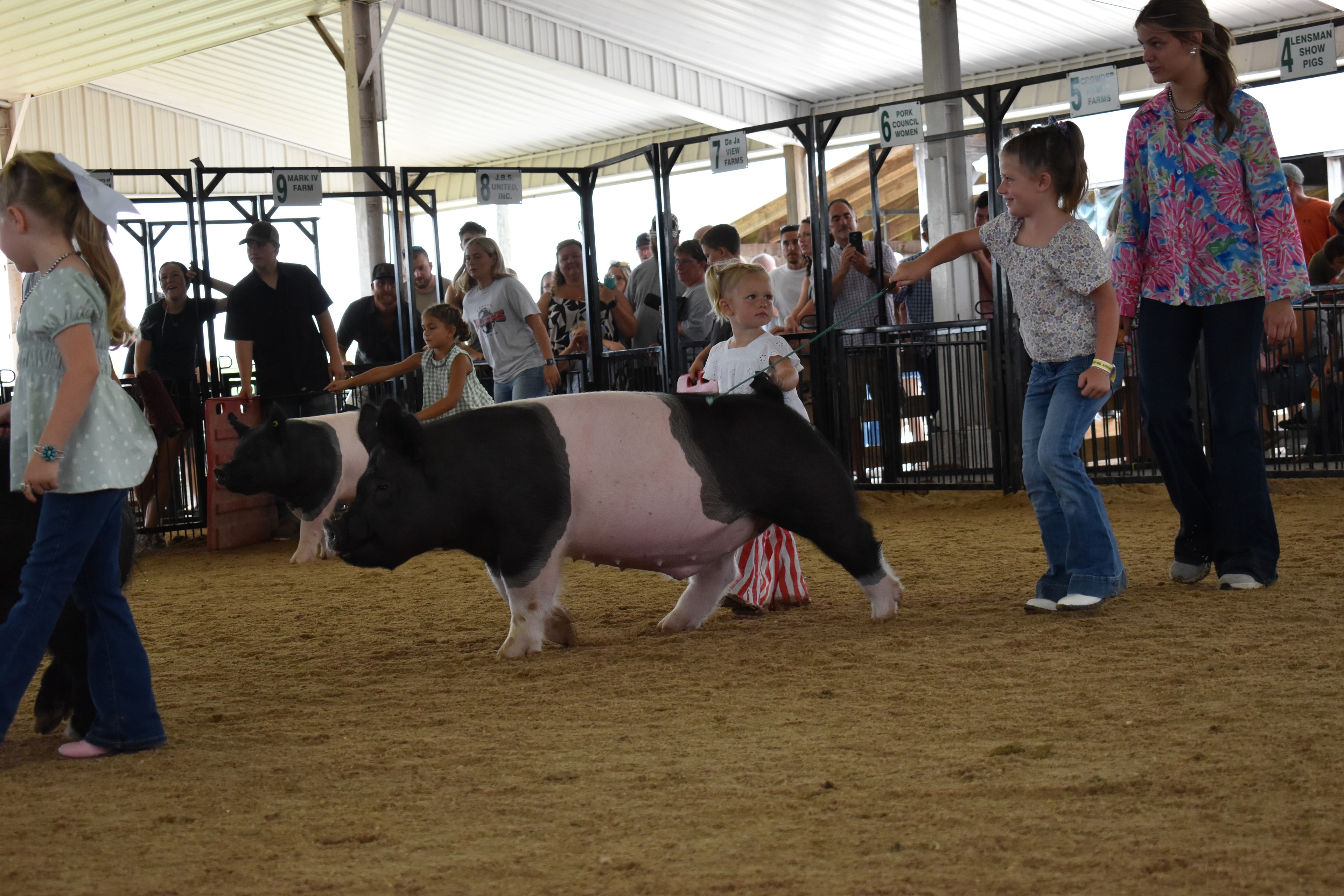 Boy in light blue polo shirt and brown cowboy boots steering spotted black-and-white Hampshire cross pig on blue lead with small boy in pink shirt running behind and packed crowd in Mark IV Farm, JBS United, Da Ja View Farms, Pork Council Women, Lensman Show Pigs sponsor pens 4–10 behind at Champaign County Fair