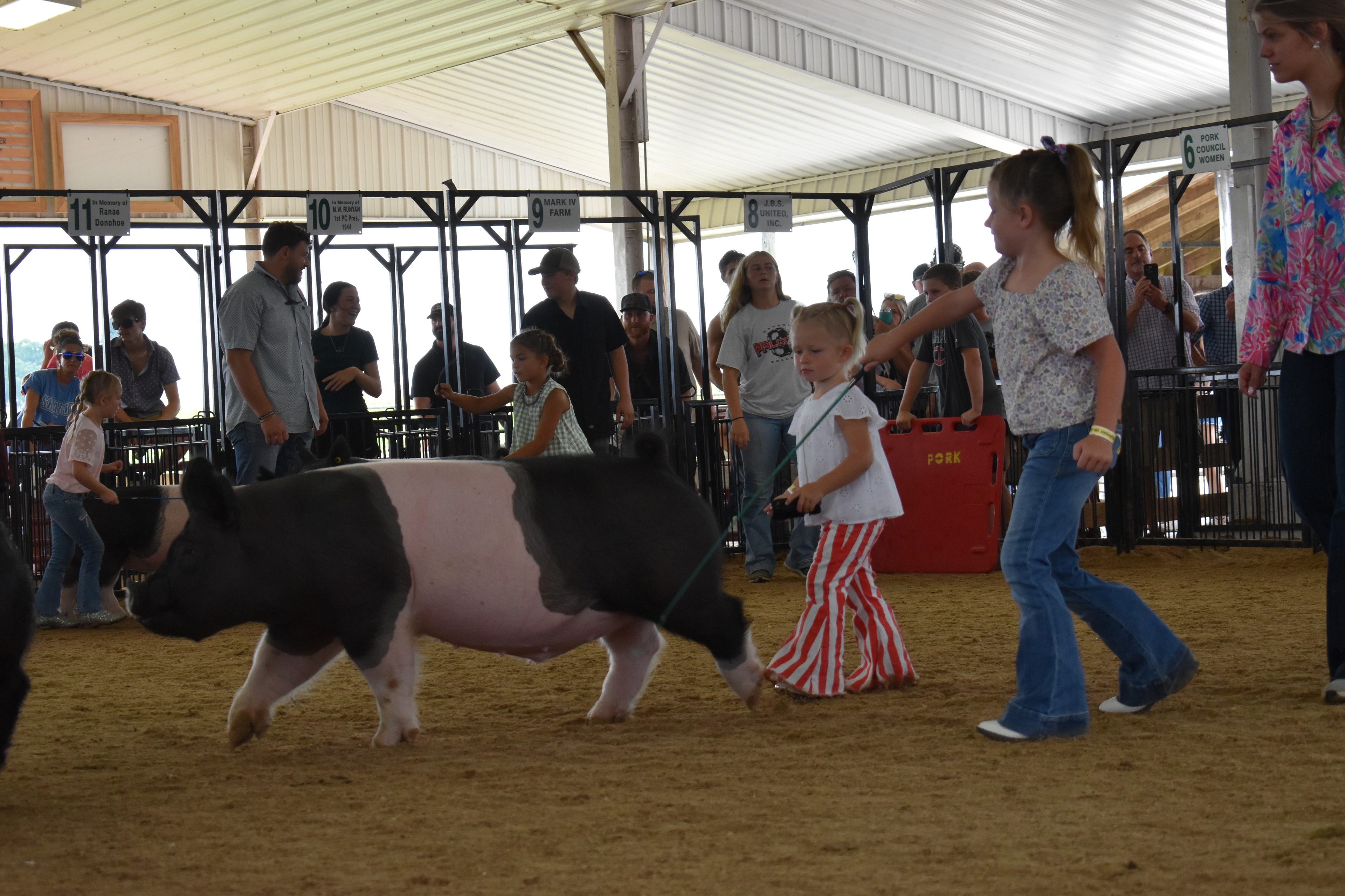 Wide arena shot with girl in teal bubble-sleeve top steering black Hampshire cross pig and tiny toddler in white shirt with red-striped pants steering large black-and-white Hampshire cross pig with older girl in floral shirt assisting and packed crowd in Mark IV Farm, JBS United, Da Ja View Farms, Pork Council Women, Lensman Show Pigs sponsor pens 4–9 behind at Champaign County Fair