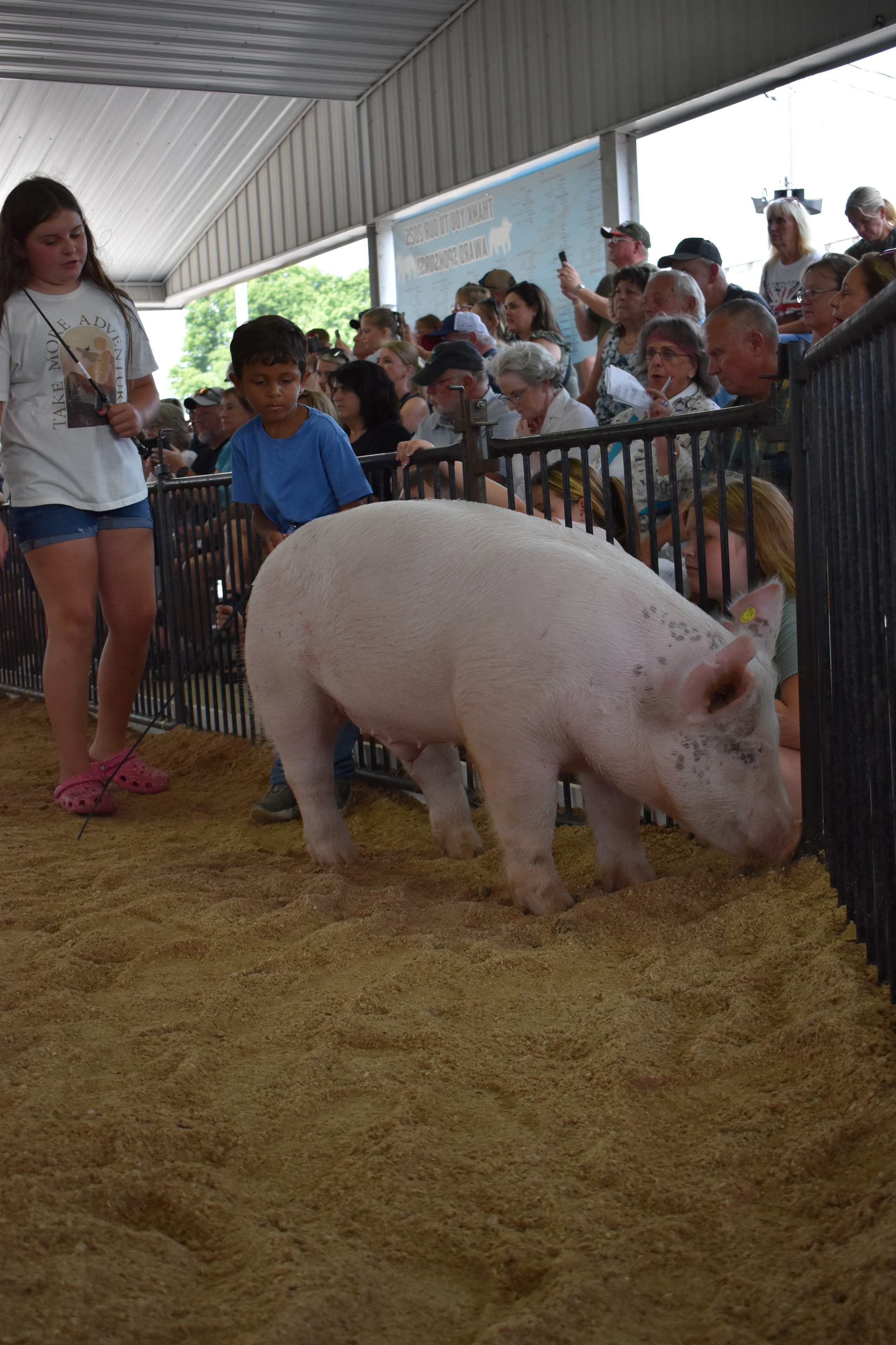 Wide arena shot with girl in teal bubble-sleeve top steering black Hampshire cross pig and tiny toddler in white shirt with red-striped pants steering large black-and-white Hampshire cross pig with older girl in floral shirt assisting and packed crowd in JBS United, Da Ja View Farms, Pork Council Women, Lensman Show Pigs sponsor pens 4–8 behind at Champaign County Fair