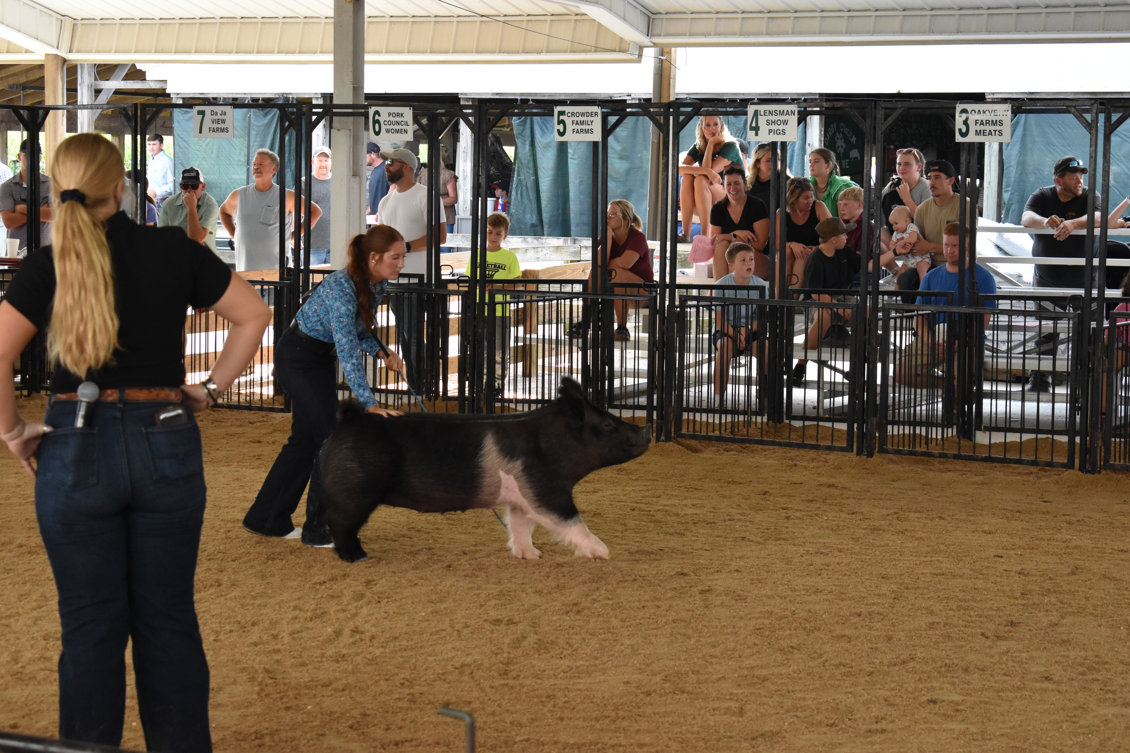 Livestock show judge presenting pig at Champaign County Fair