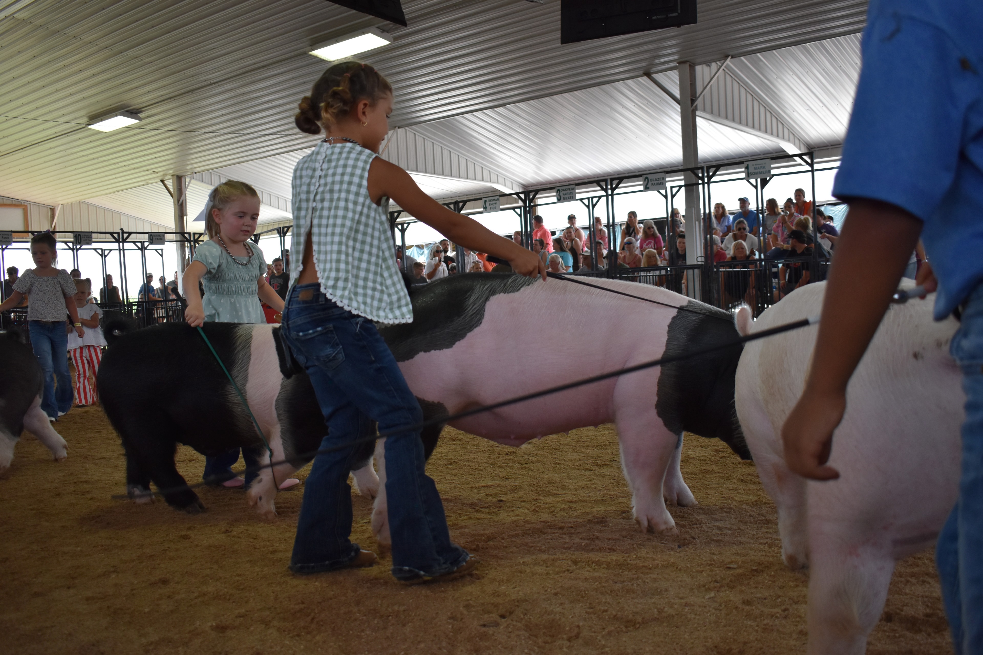 Wide arena shot with tiny toddler in white shirt with red-striped pants steering large black-and-white Hampshire cross pig with older girl in floral shirt assisting and packed crowd in Mark IV Farm, JBS United, Da Ja View Farms, Pork Council Women, Lensman Show Pigs sponsor pens 4–9 behind at Champaign County Fair