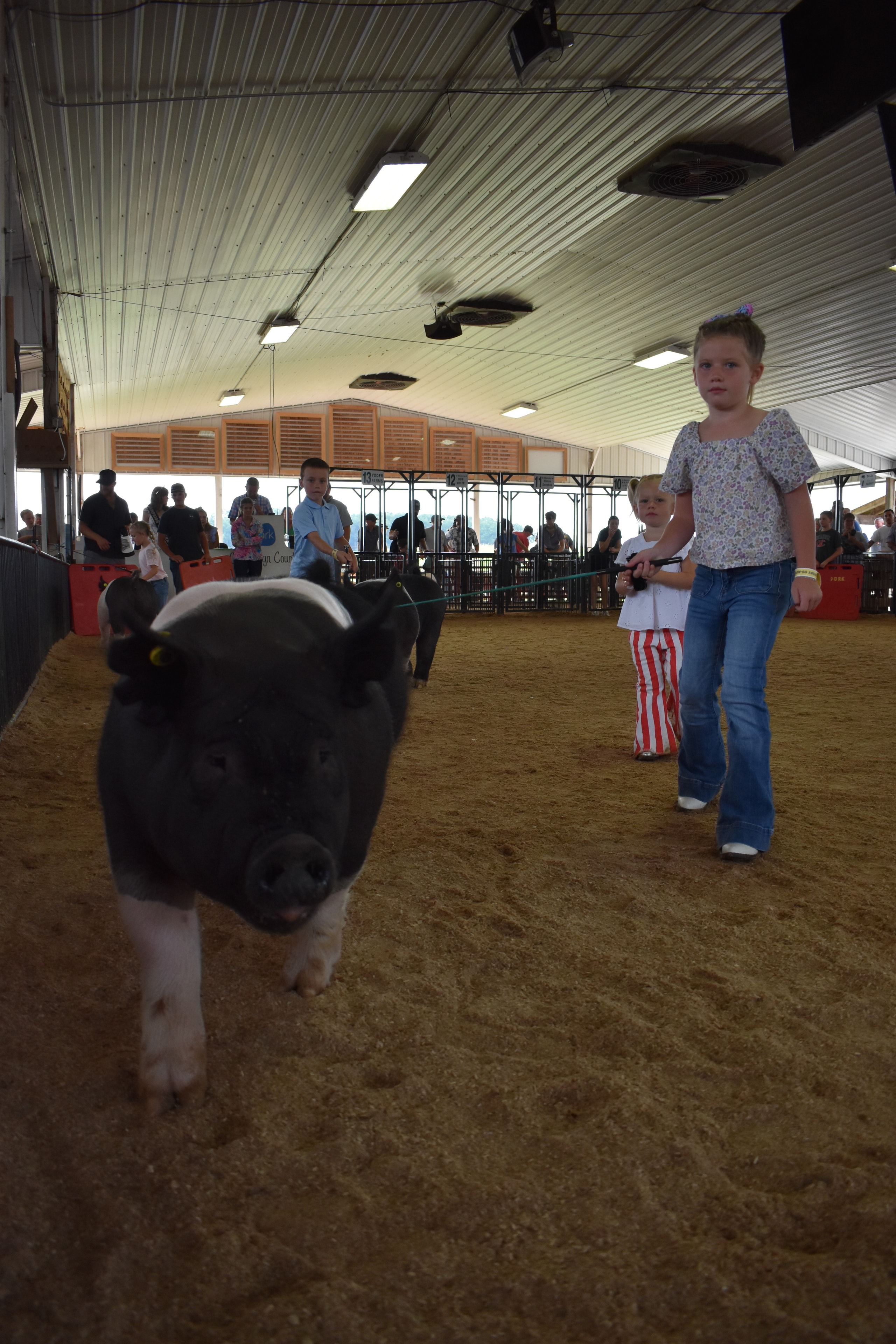 Wide arena shot with tiny toddler in white shirt with red-striped pants steering large black-and-white Hampshire cross pig with older girl in floral shirt assisting and packed crowd in Mark IV Farm, JBS United, Da Ja View Farms, Pork Council Women, Lensman Show Pigs sponsor pens 4–9 behind at Champaign County Fair